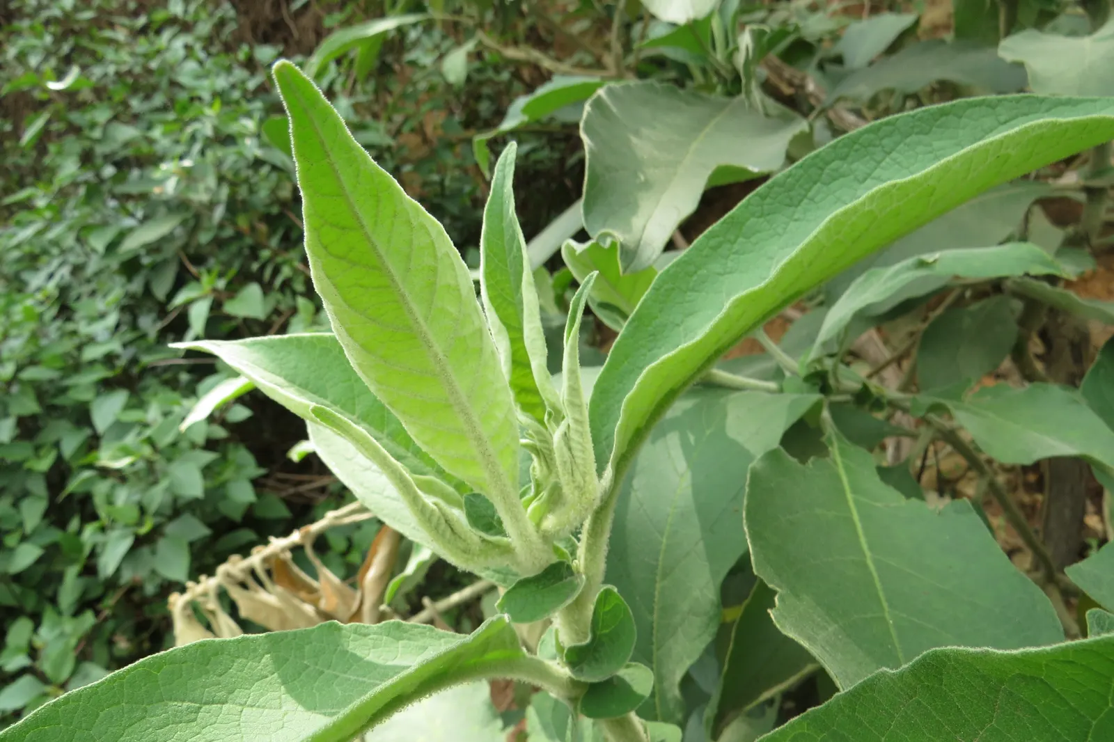Flannel Bush (Fremontodendron Californicum) — Its velvety green leaves can cause skin irritation, so handle with care