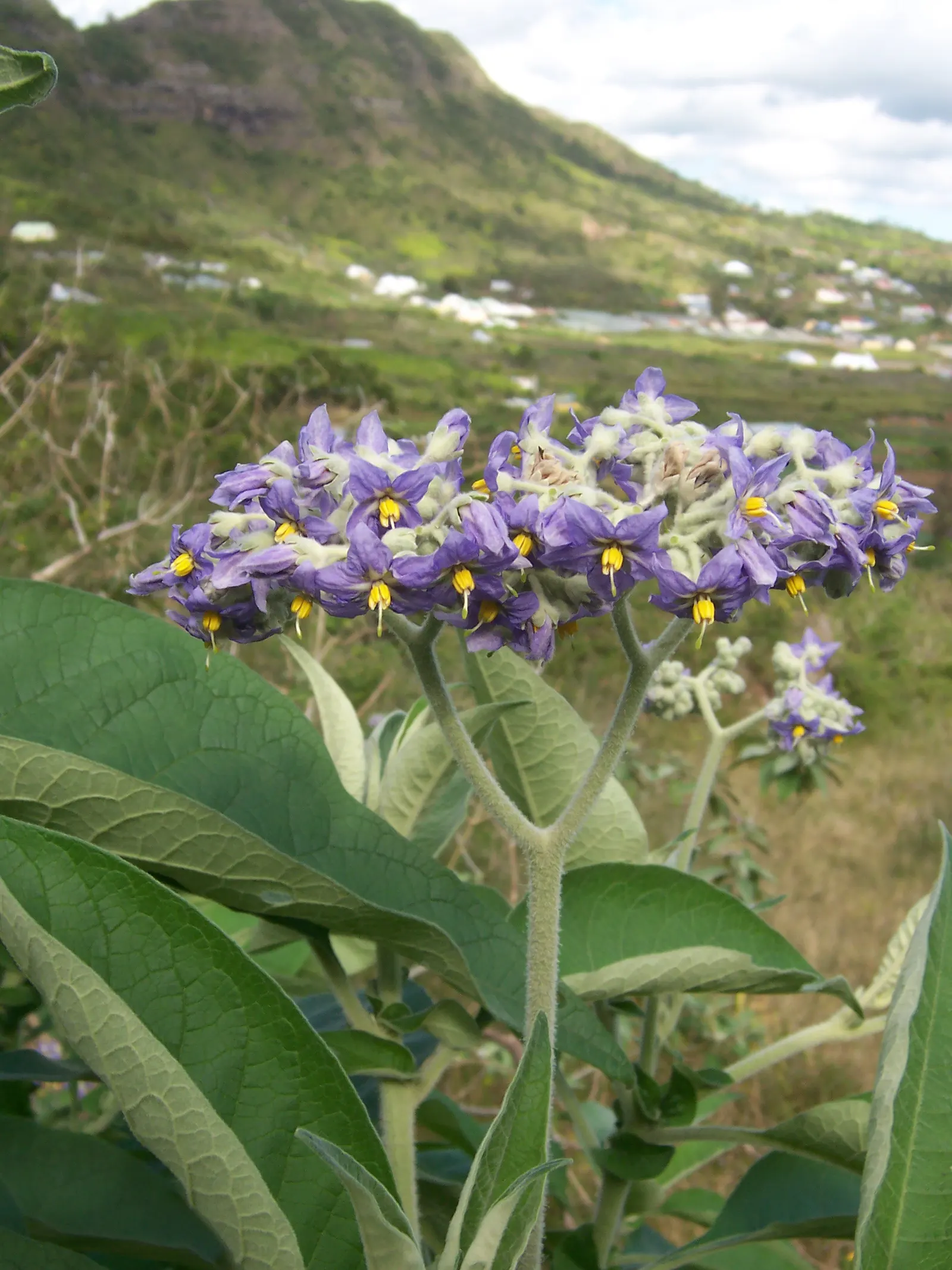 Flannel Bush (Fremontodendron Californicum) — is a vigorous evergreen shrub that originates from the southwestern areas of the United States