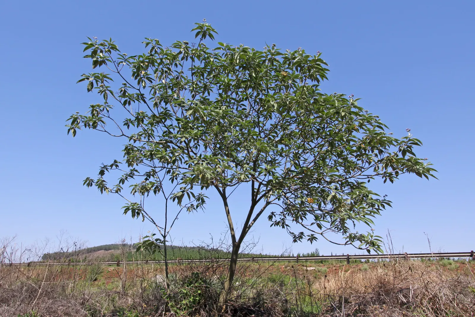 Flannel Bush (Fremontodendron Californicum) — Ideal for creating a statement in xeriscaped gardens or as a privacy screen