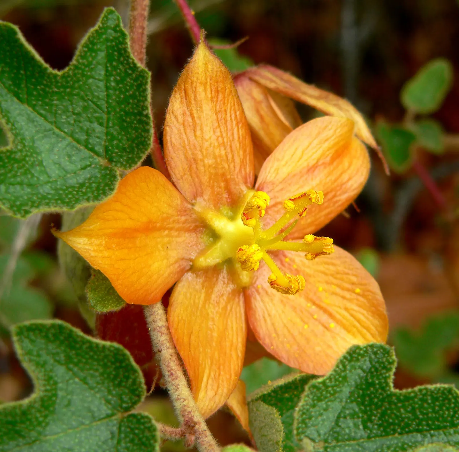 Flannel Bush (Fremontodendron Californicum) — It boasts large, showy yellow flowers up to 3 inches across from spring to summer; yellow flowers in, image 39