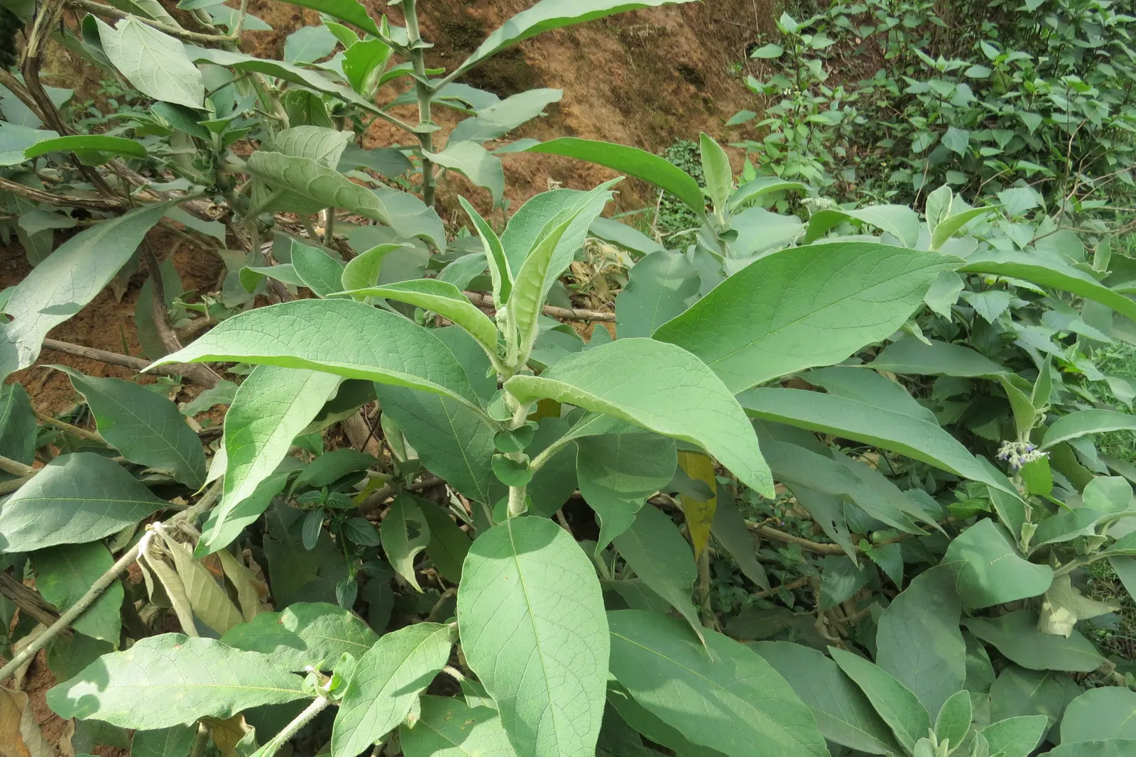 Flannel Bush (Fremontodendron Californicum) — This drought-tolerant plant thrives in full sun, reaching up to 20 feet tall and wide; the plant is adorned with
