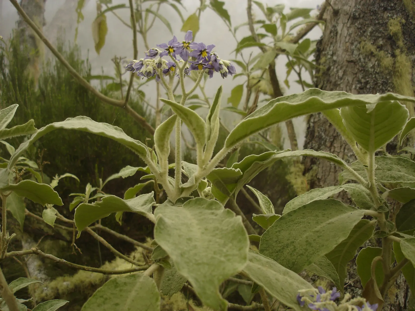 Flannel Bush (Fremontodendron Californicum) — It is well-suited for US hardiness zones 8 to 10