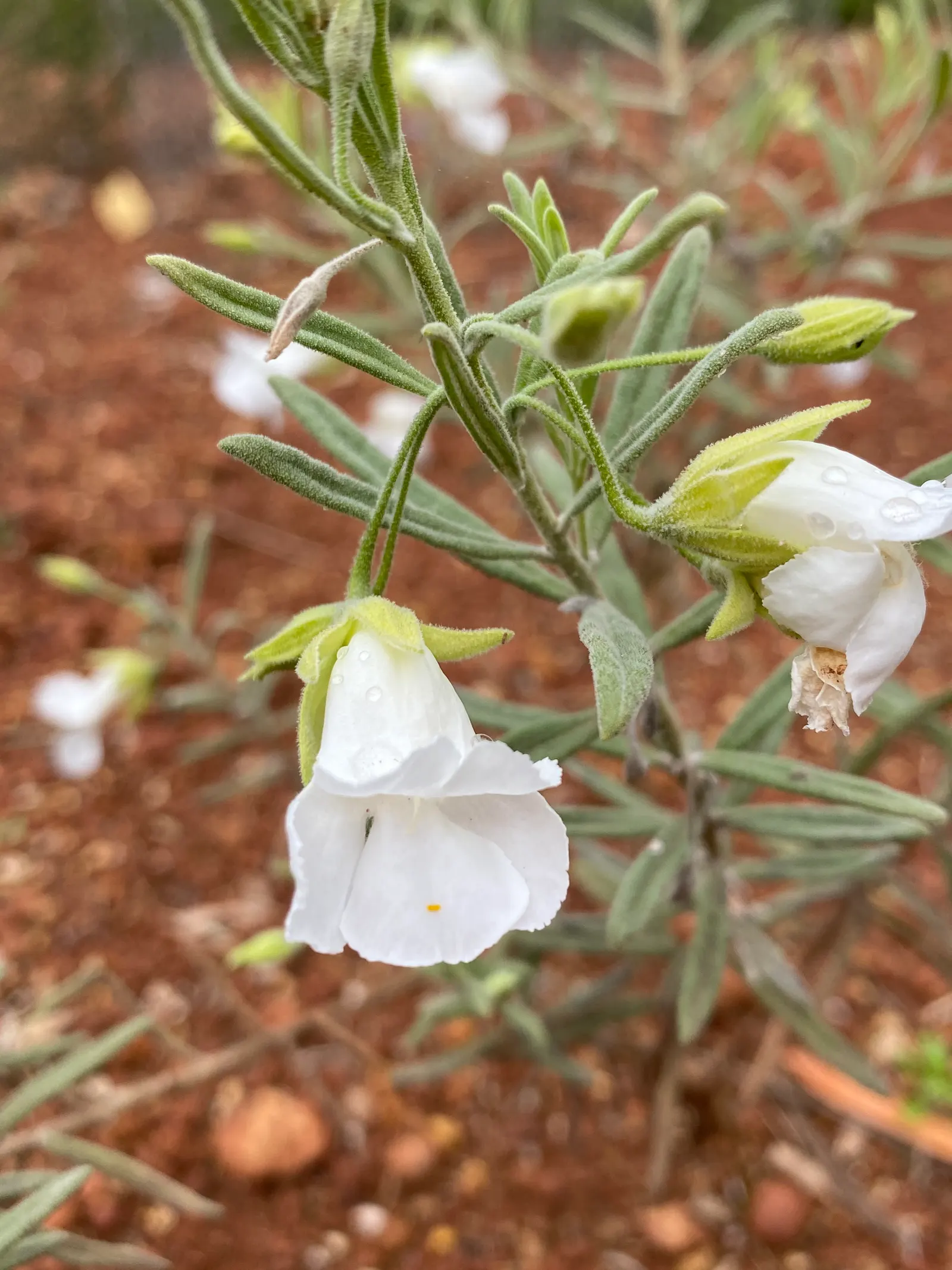 Flannel Bush (Fremontodendron Californicum) — it does not require frequent watering or fertilizing; flannel Bush (Fremontodendron californicum) is, image 52