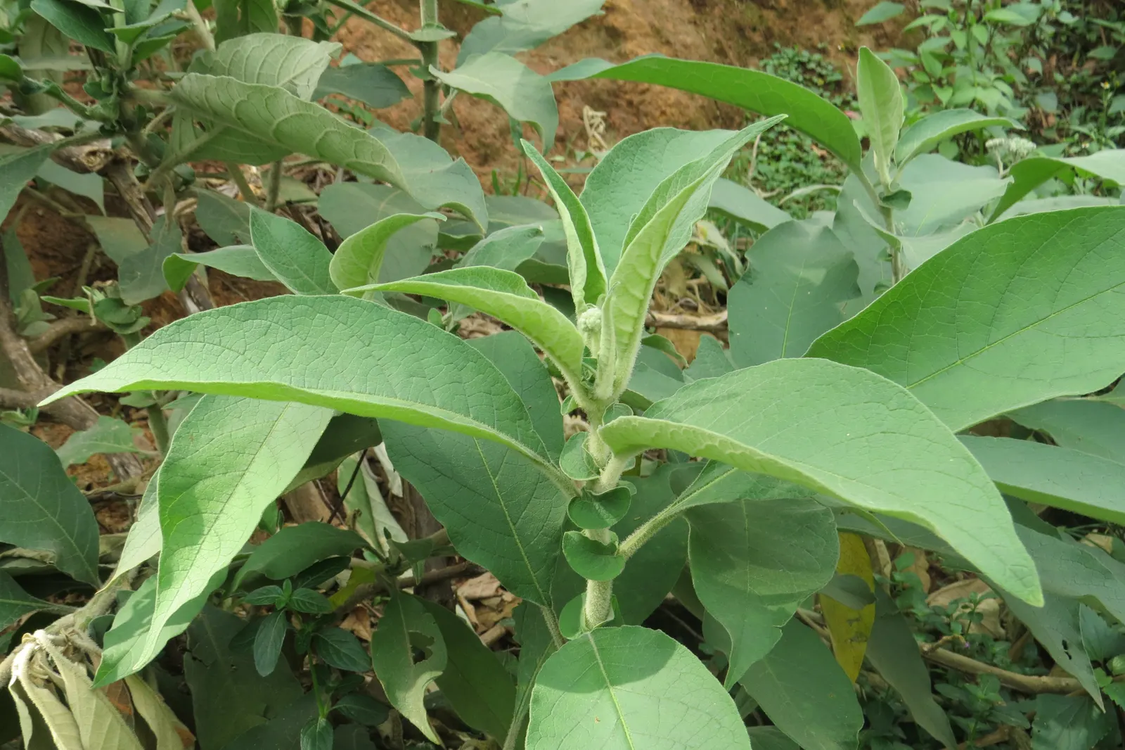 Flannel Bush (Fremontodendron Californicum) — flannel-like texture of the leaves; making it an ideal choice for landscapes in arid climates or where water