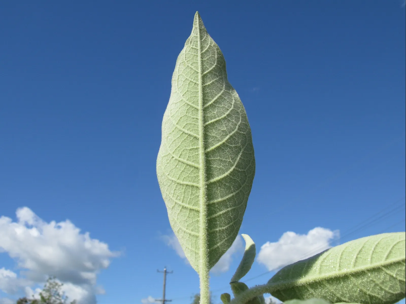Flannel Bush (Fremontodendron Californicum) — flannel-like texture of the leaves; making it an ideal choice for landscapes in arid climates or, image 62