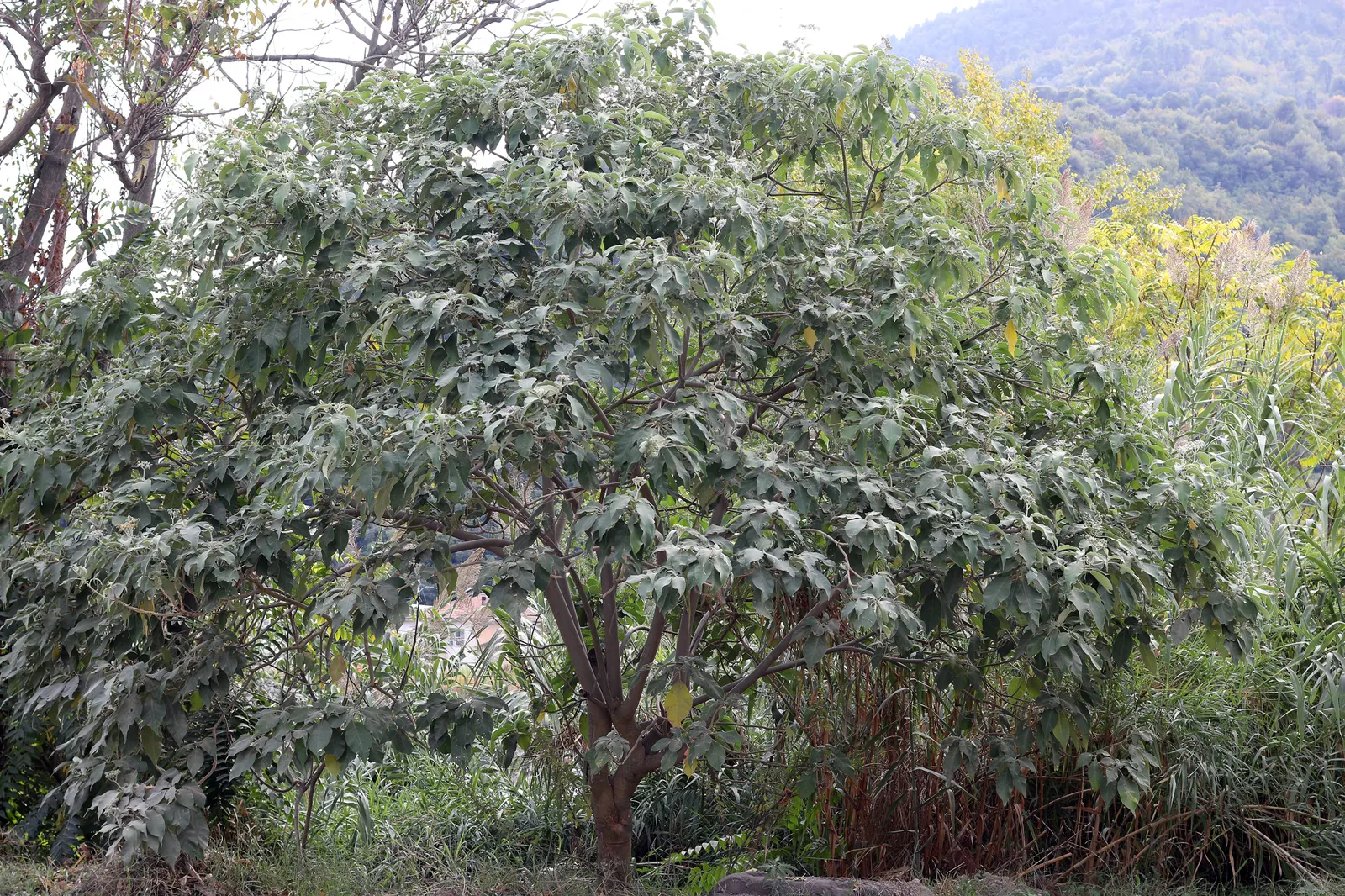 Flannel Bush (Fremontodendron Californicum) — making it an ideal choice for landscapes in arid climates or where water conservation is a priority, image 71