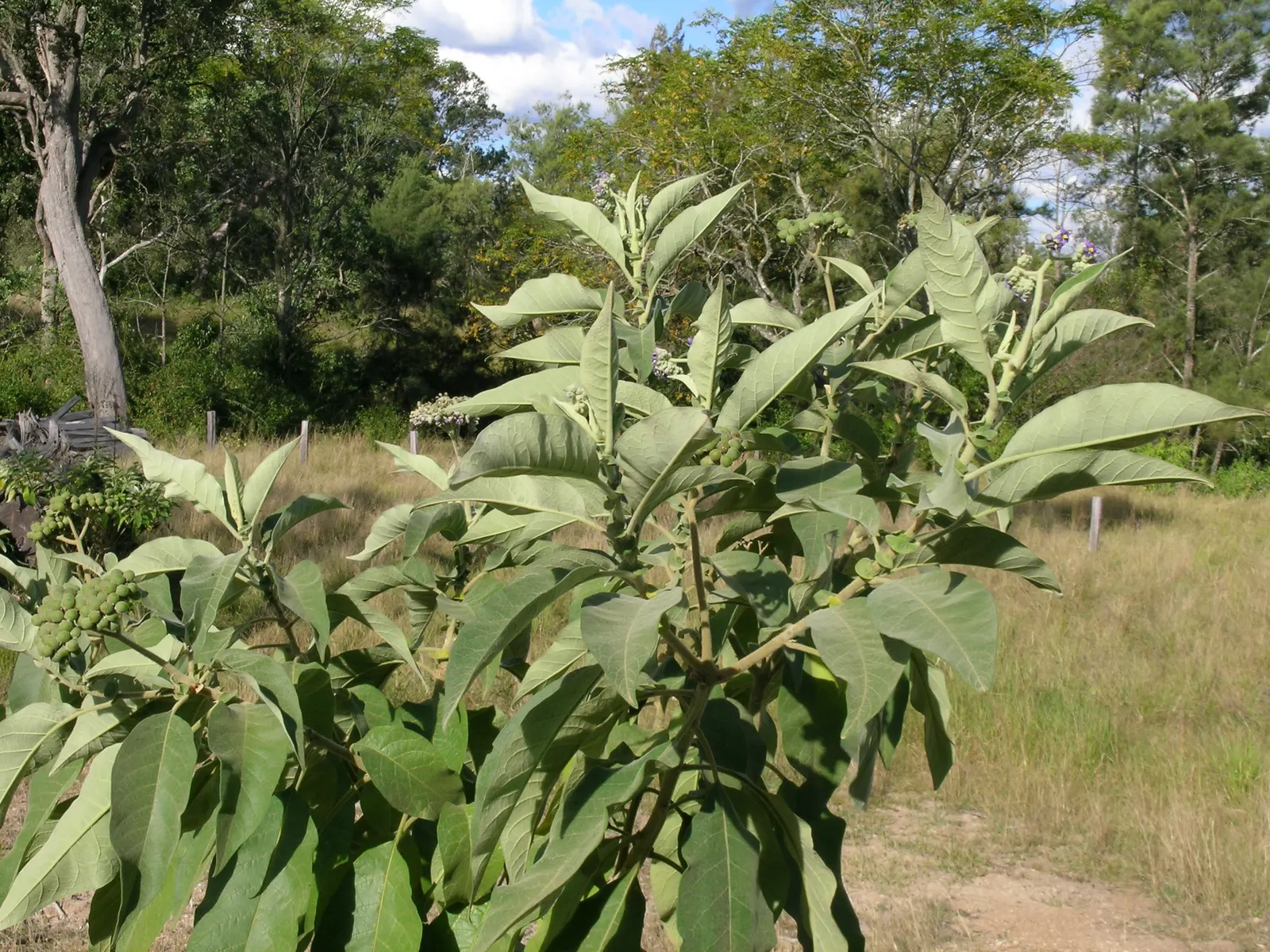 Flannel Bush (Fremontodendron Californicum) — Its velvety green leaves can cause skin irritation, so handle with care; is a vigorous evergreen, image 58