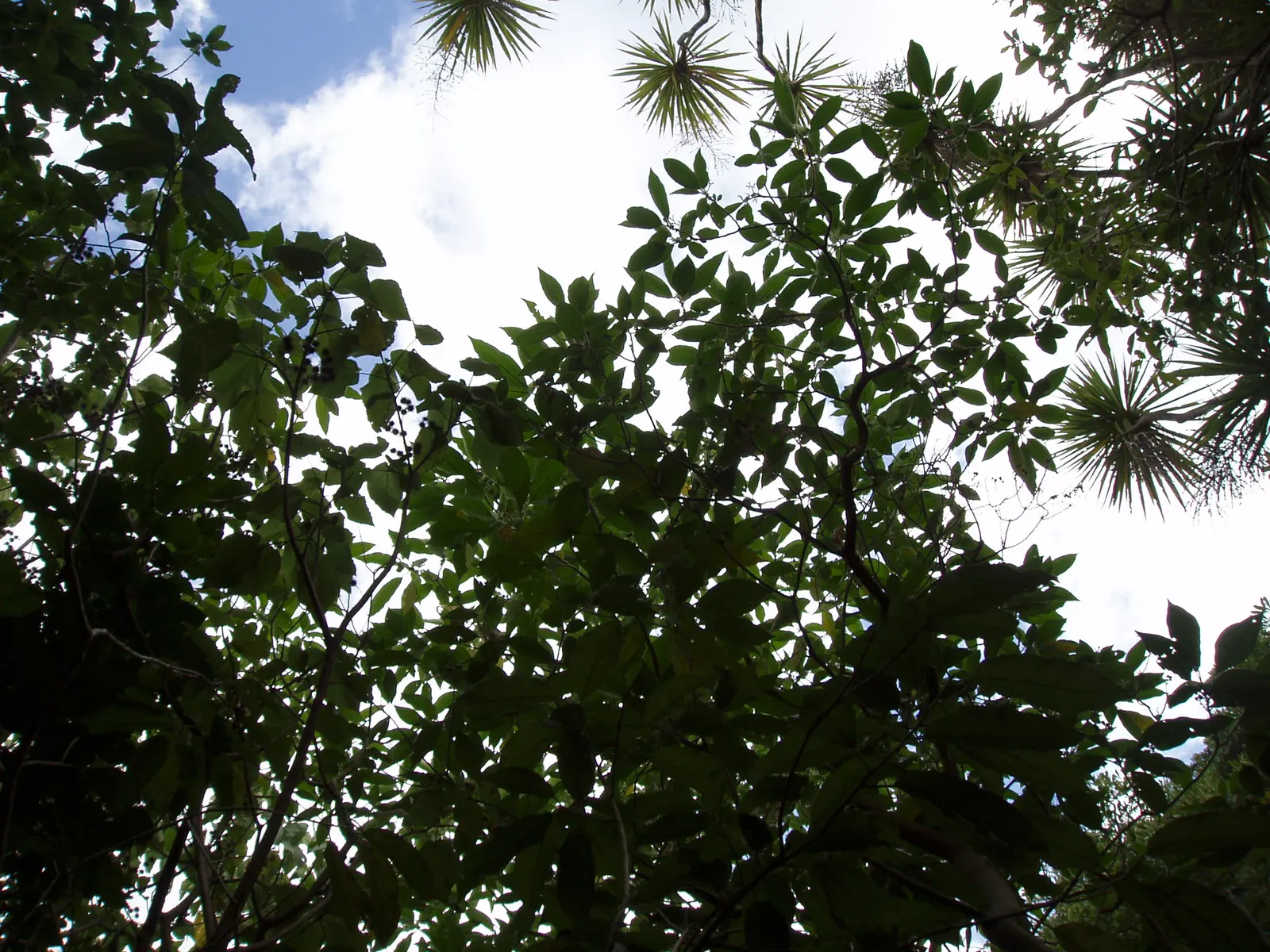 Flannel Bush (Fremontodendron Californicum) — dark green leaves that are slightly lobed and covered with star-shaped hairs; these showy blossoms, image 64