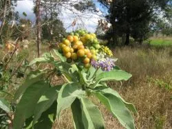 Flannel Bush (Fremontodendron Californicum) — This drought-tolerant plant thrives in full sun, reaching up to 20 feet tall and wide; the plant is, image 56