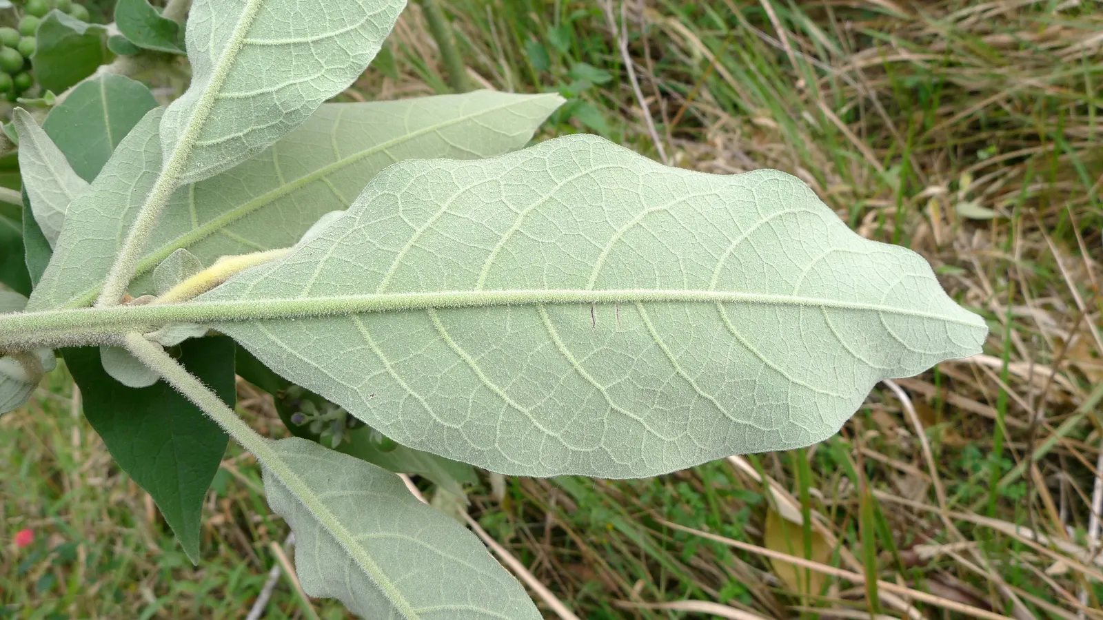 Flannel Bush (Fremontodendron Californicum) — Flannel Bush (Fremontodendron californicum) is a vibrant evergreen shrub, native to California; its, image 55