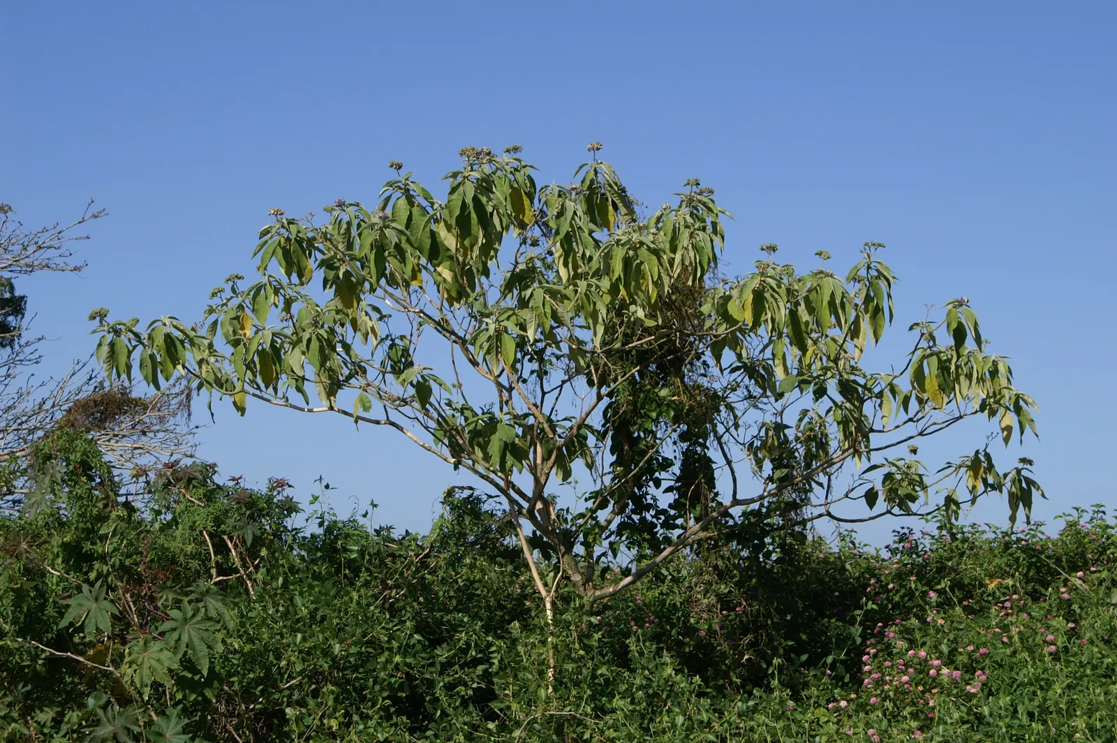 Flannel Bush (Fremontodendron Californicum) — the Flannel Bush thrives in well-draining soils; ideal for creating a statement in xeriscaped gardens, image 68