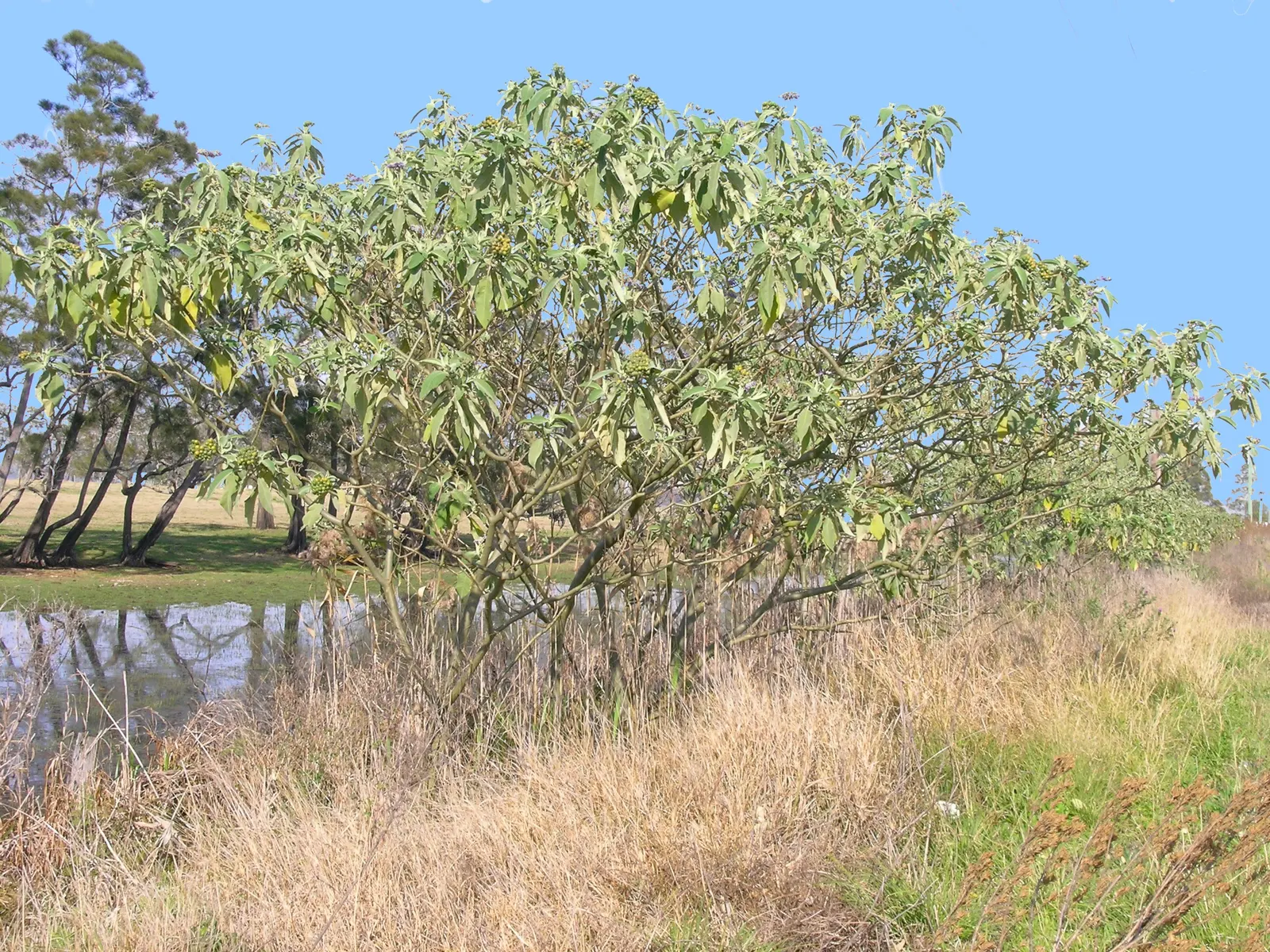 Flannel Bush (Fremontodendron Californicum) — is a vigorous evergreen shrub that originates from the southwestern areas of the United States; dark, image 79