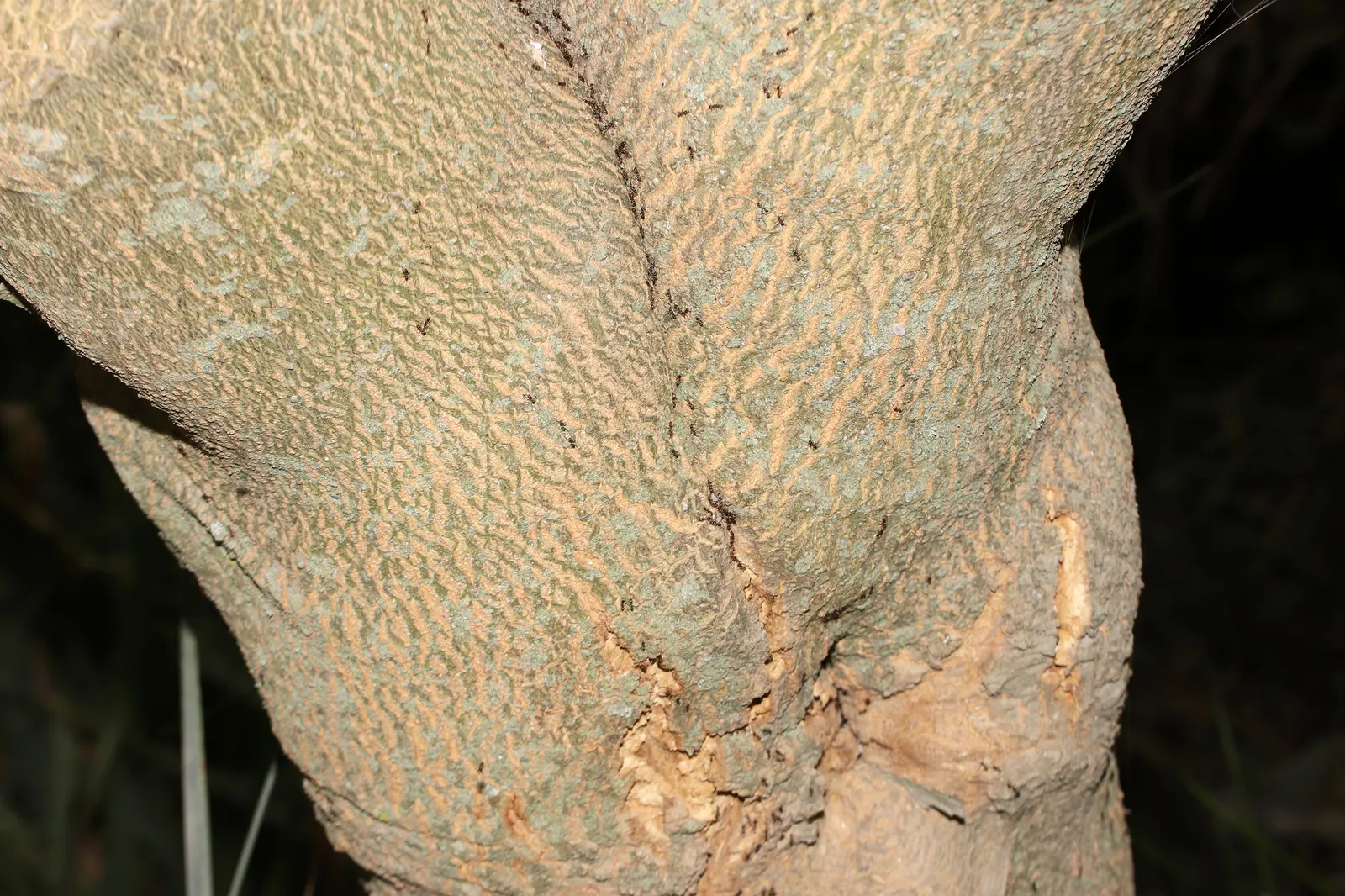 Flannel Bush (Fremontodendron Californicum) — Ideal for creating a statement in xeriscaped gardens or as a privacy screen; the Flannel Bush thrives, image 59
