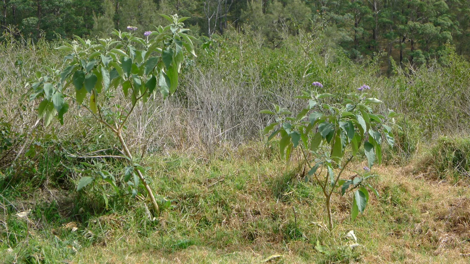 Flannel Bush (Fremontodendron Californicum) — the plant is adorned with vibrant yellow flowers; this drought-tolerant plant thrives in full sun, image 65