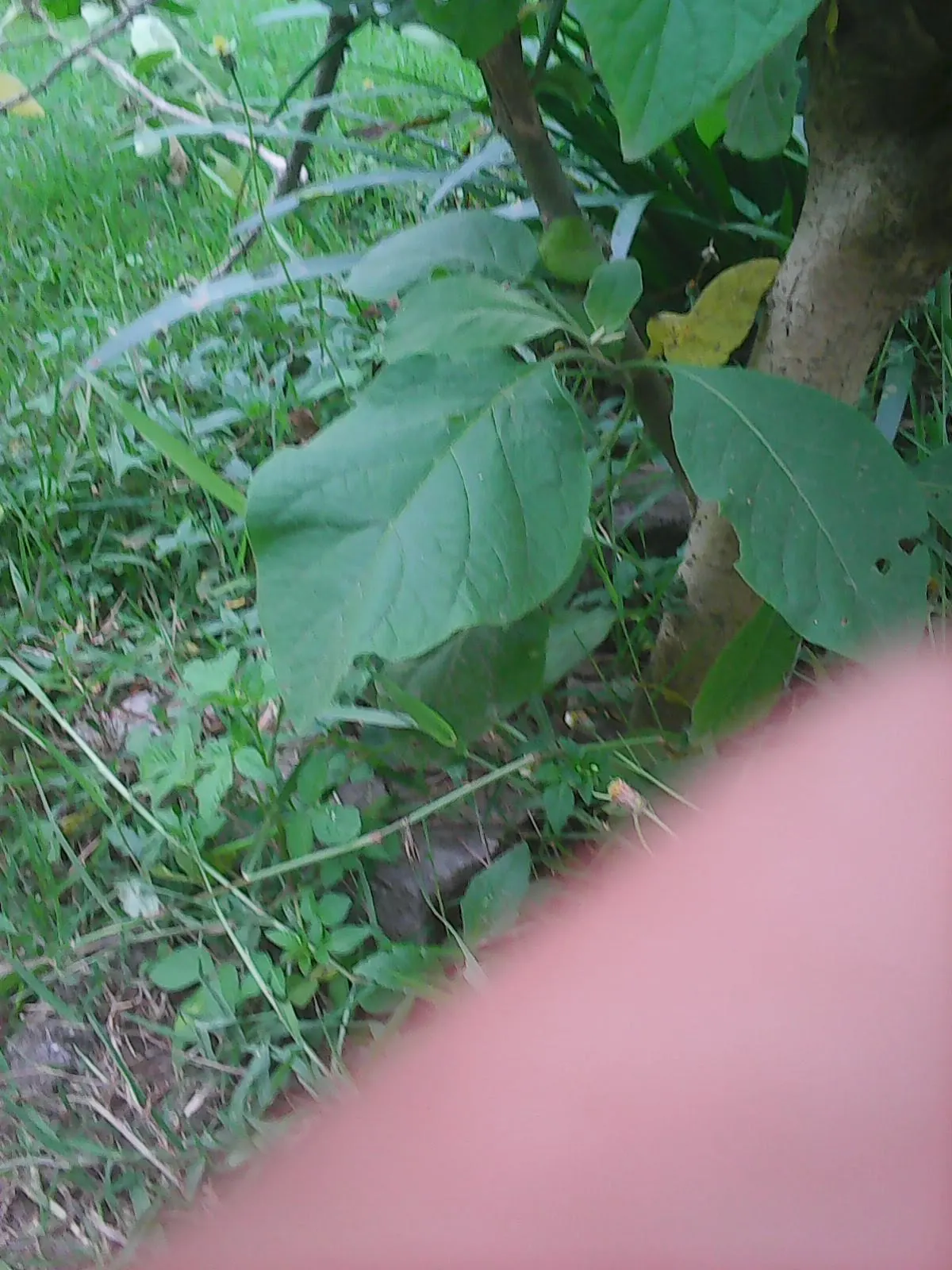 Flannel Bush (Fremontodendron Californicum) — Its upright and spreading habit features dense; scientifically named Fremontodendron californicum, image 63
