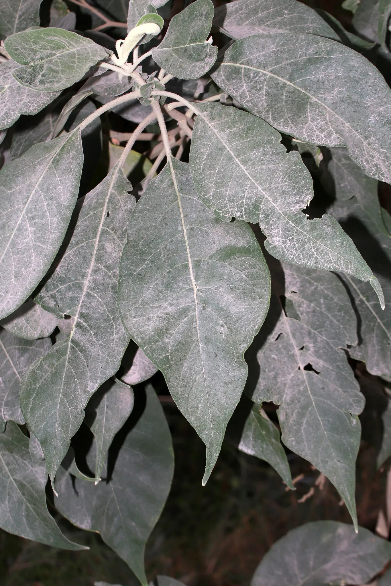 Flannel Bush (Fremontodendron Californicum) — It boasts large, showy yellow flowers up to 3 inches across from spring to summer; yellow flowers in, image 75