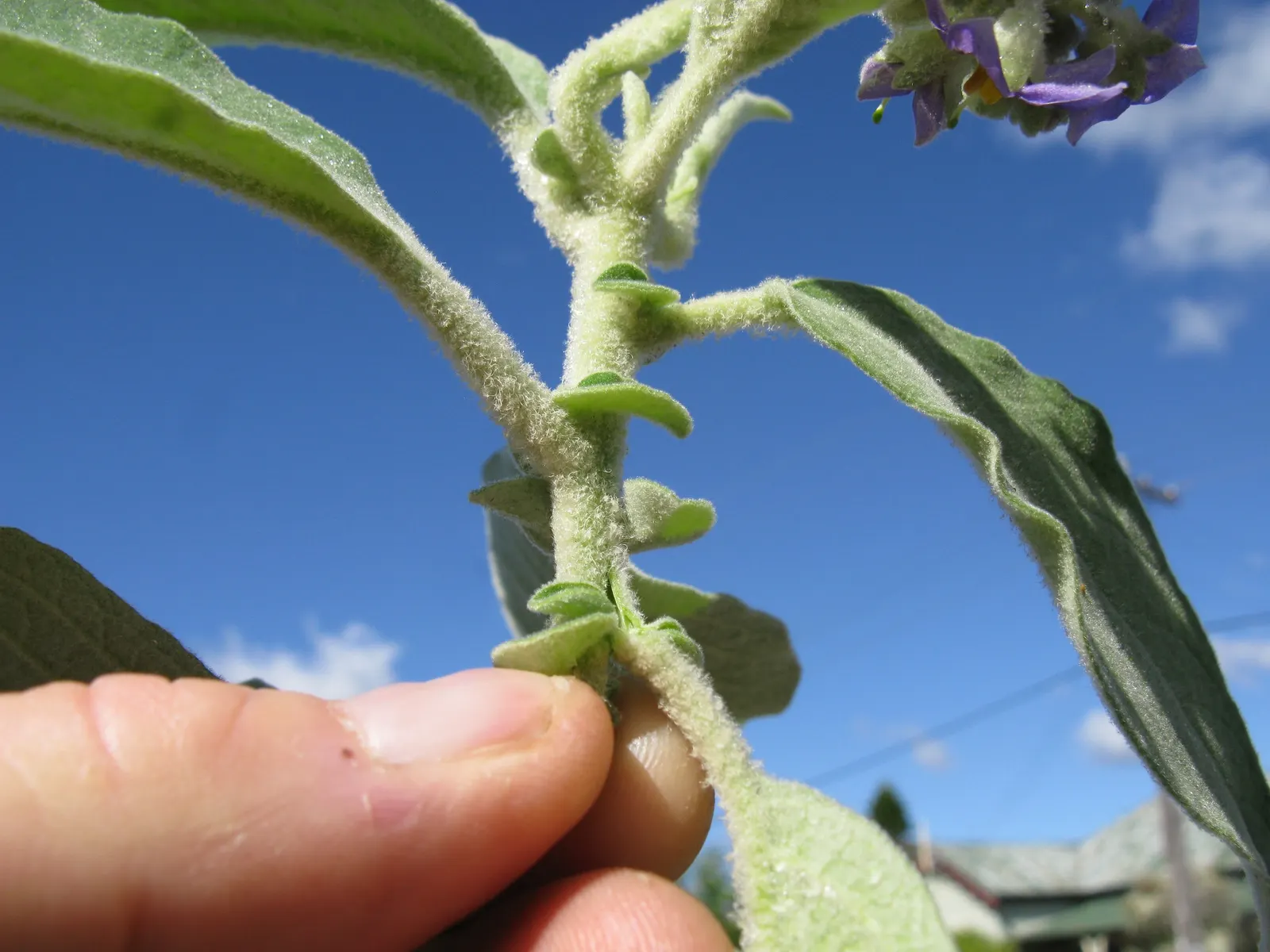 Flannel Bush (Fremontodendron Californicum) — it does not require frequent watering or fertilizing; flannel Bush (Fremontodendron californicum) is, image 70