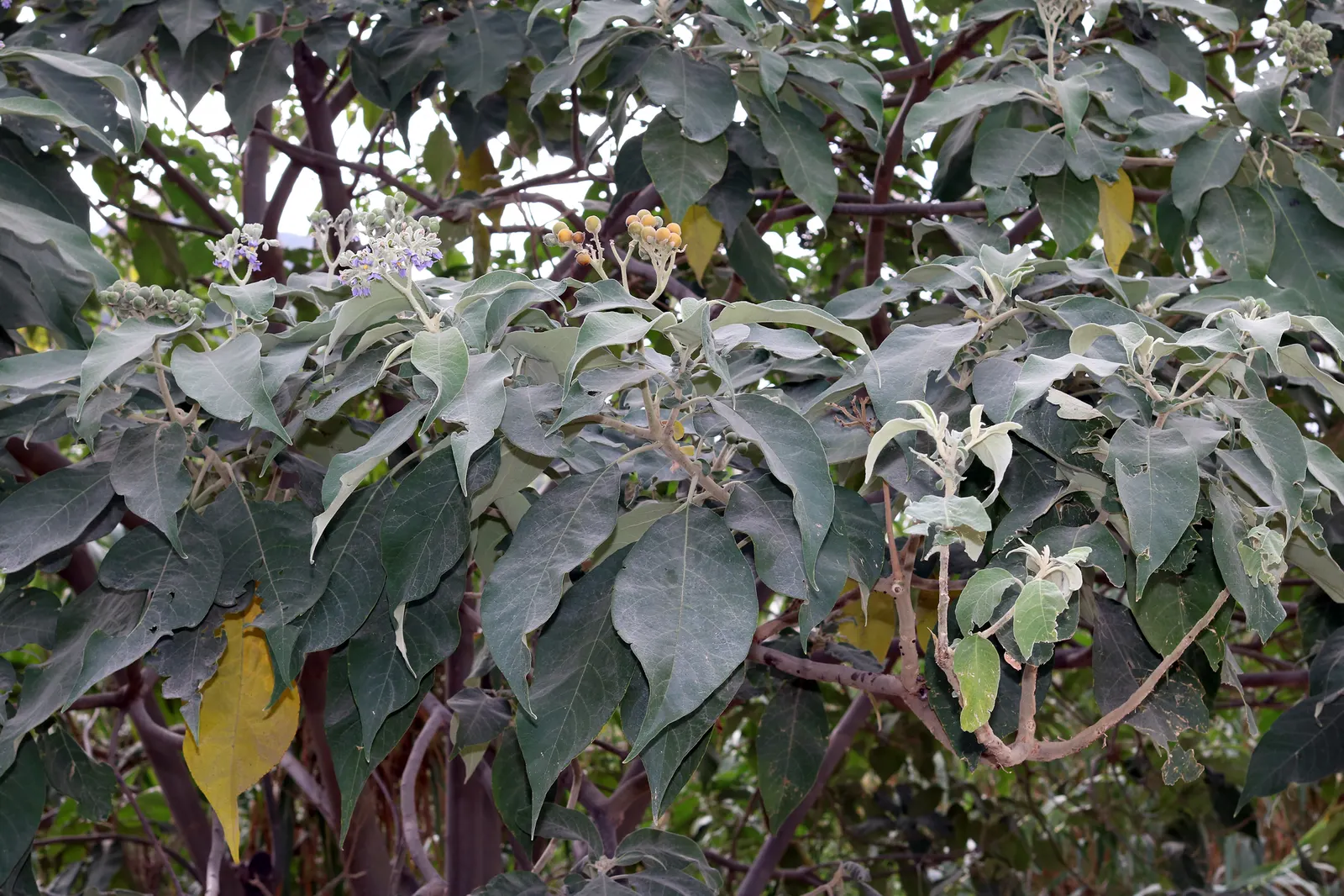 Flannel Bush (Fremontodendron Californicum) — dark green leaves that are slightly lobed and covered with star-shaped hairs; these showy blossoms, image 82