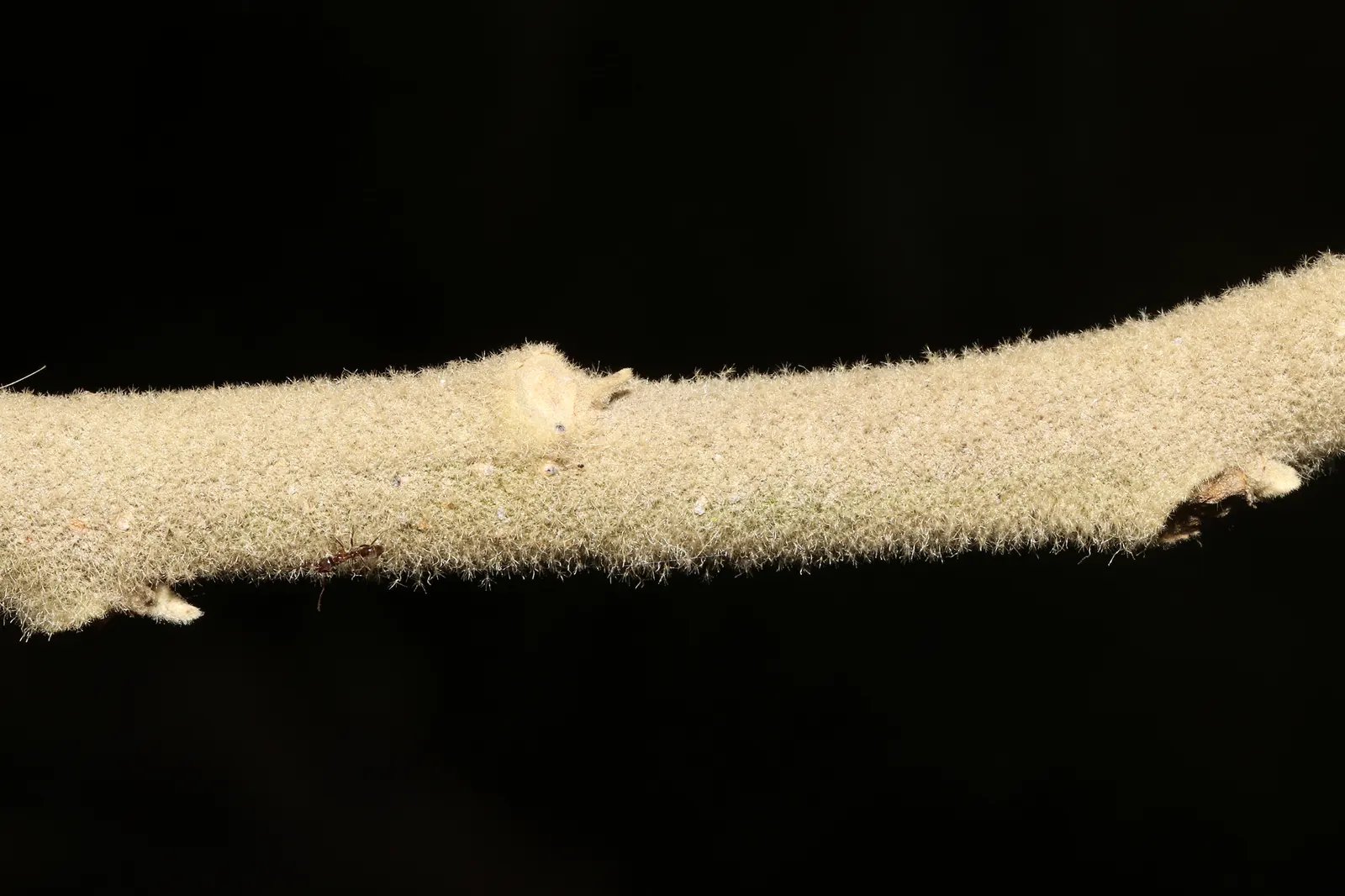 Flannel Bush (Fremontodendron Californicum) — flannel-like texture of the leaves; making it an ideal choice for landscapes in arid climates or, image 80