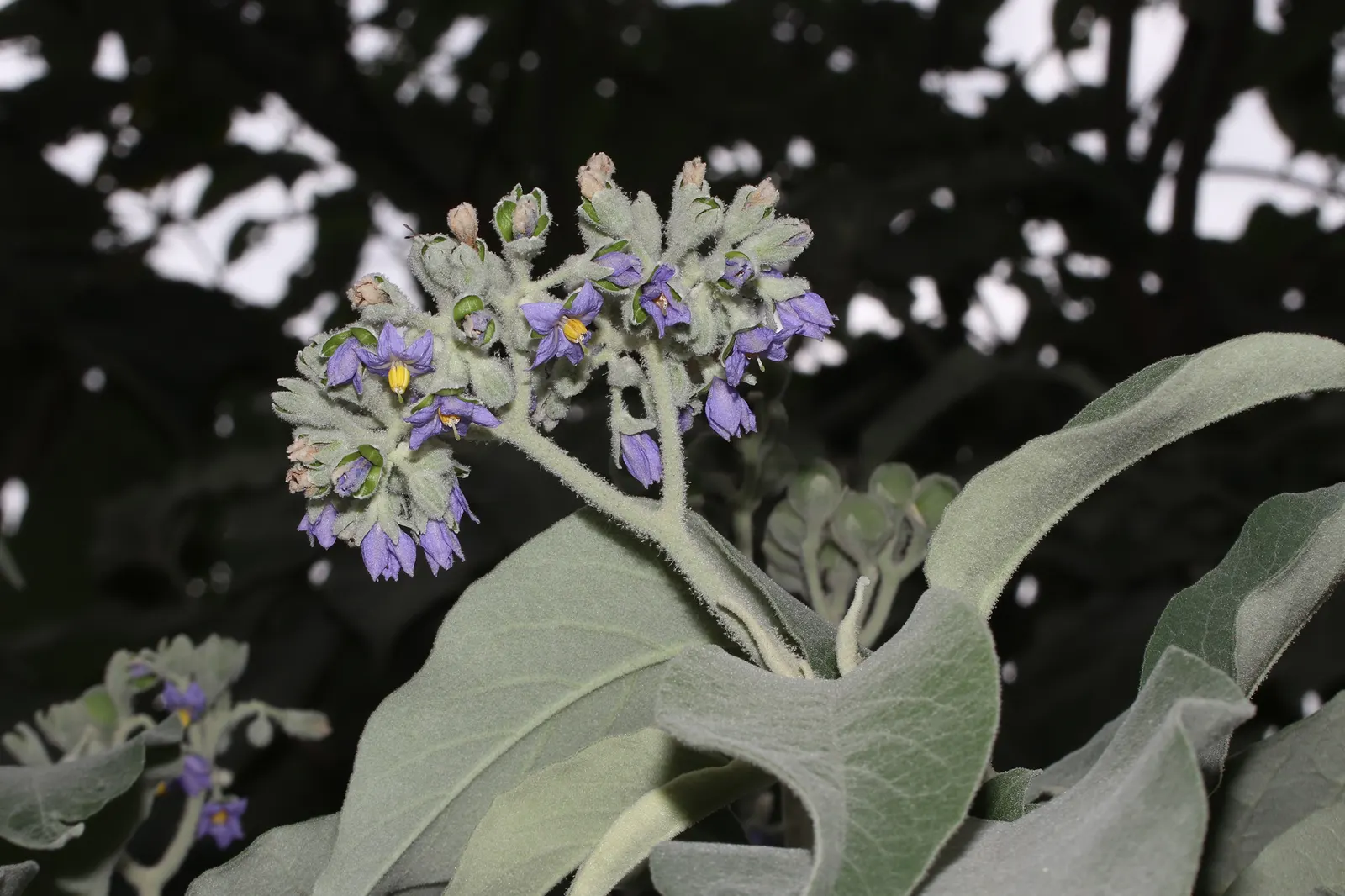 Flannel Bush (Fremontodendron Californicum) — This drought-tolerant plant thrives in full sun, reaching up to 20 feet tall and wide; the plant is, image 74