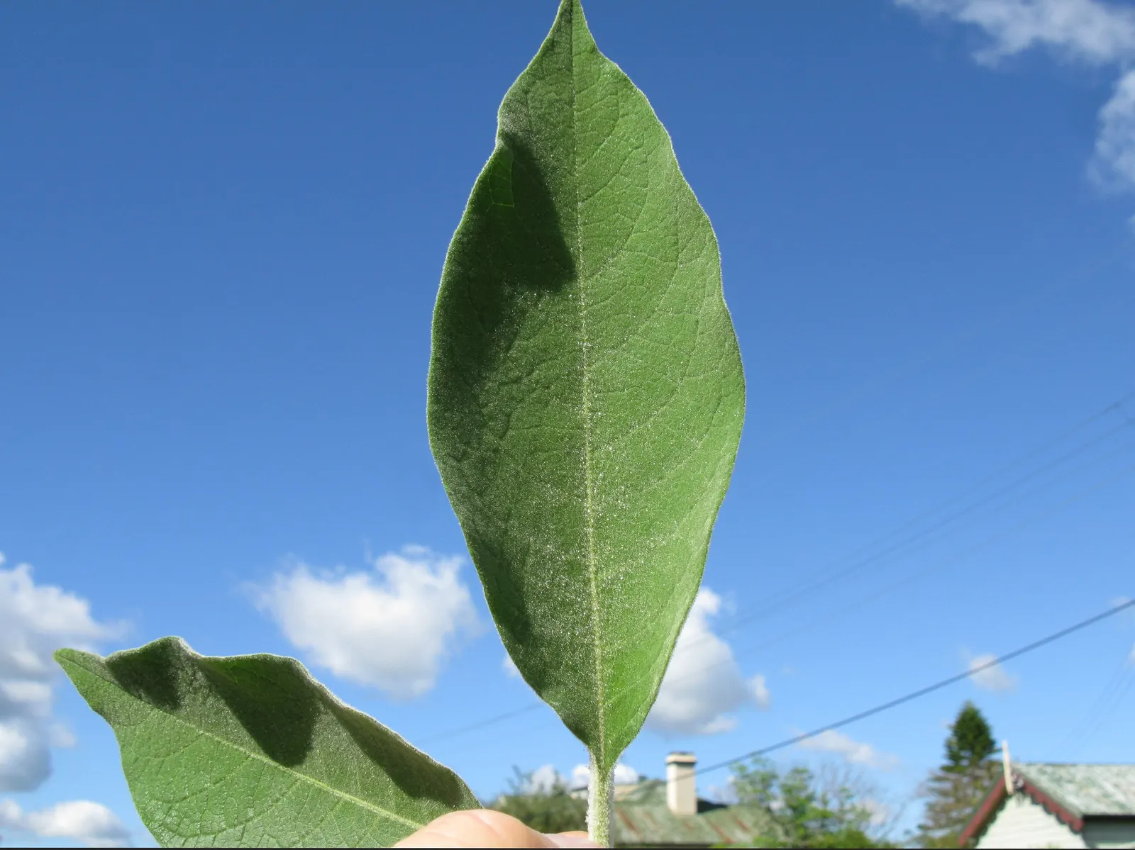 Flannel Bush (Fremontodendron Californicum) — It is well-suited for US hardiness zones 8 to 10; which can be up to 3 inches across, image 69