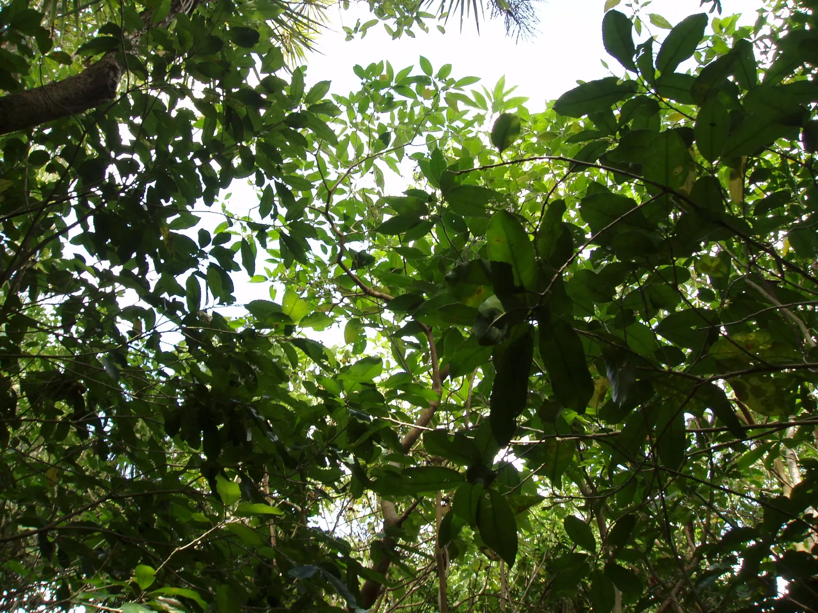 Flannel Bush (Fremontodendron Californicum) — scientifically named Fremontodendron californicum; it boasts large, showy yellow flowers up to 3, image 78