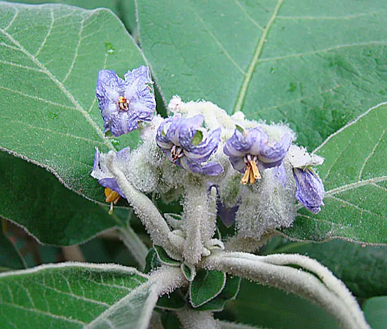 Flannel Bush (Fremontodendron Californicum) — yellow flowers in the garden; it is well-suited for US hardiness zones 8 to 10, image 54