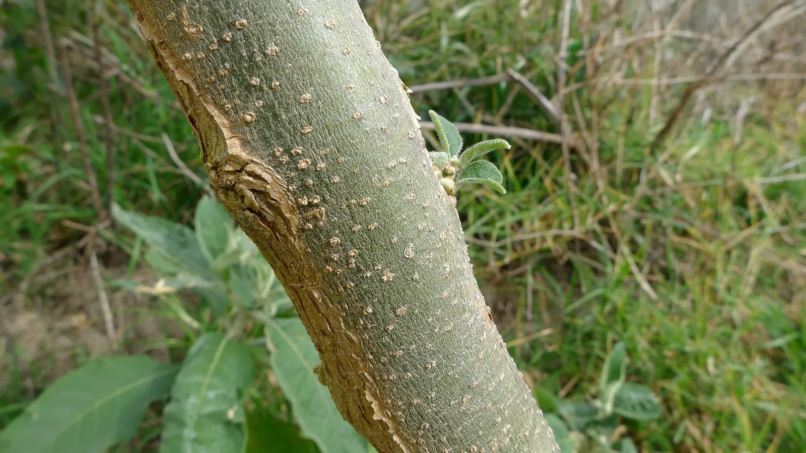 Flannel Bush (Fremontodendron Californicum) — Its upright and spreading habit features dense; scientifically named Fremontodendron californicum, image 81