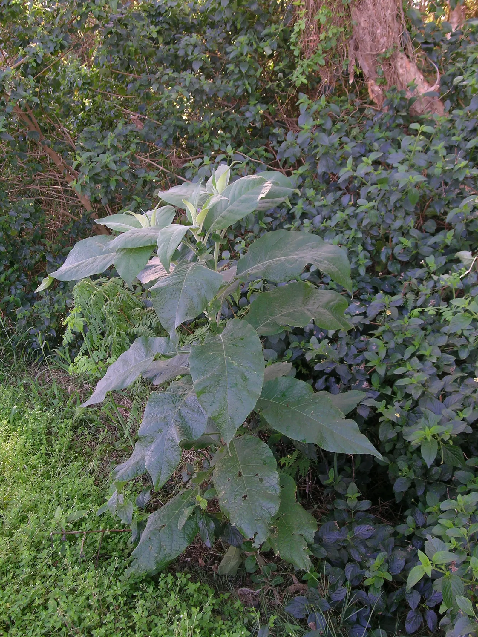 Flannel Bush (Fremontodendron Californicum) — Its velvety green leaves can cause skin irritation, so handle with care; is a vigorous evergreen, image 76
