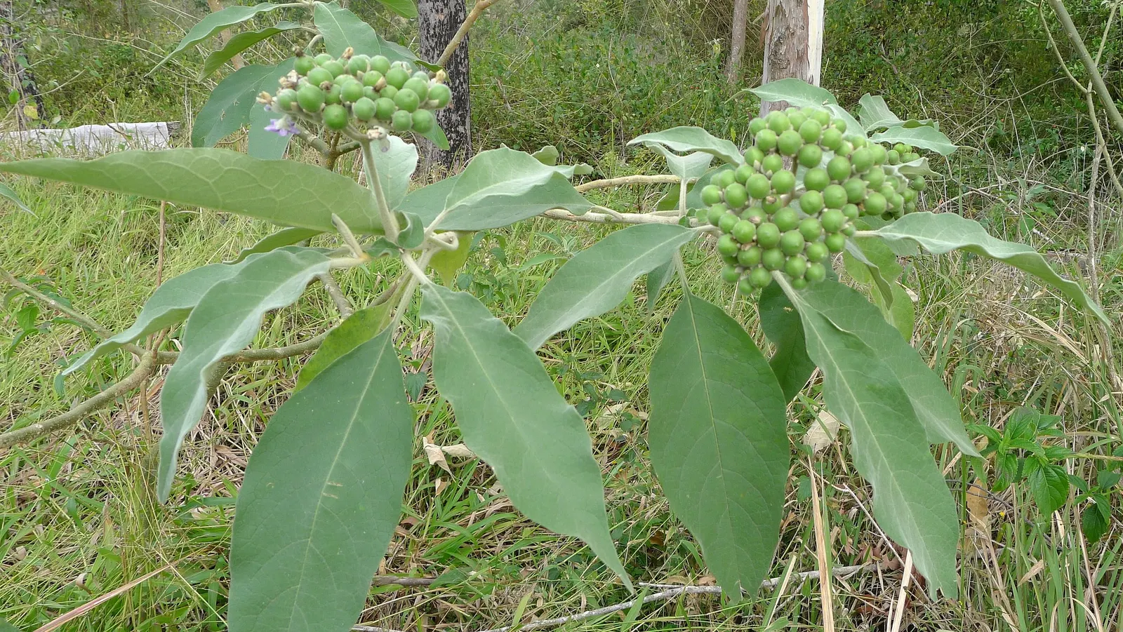 Flannel Bush (Fremontodendron Californicum) — Flannel Bush (Fremontodendron californicum) is a vibrant evergreen shrub, native to California; its, image 73