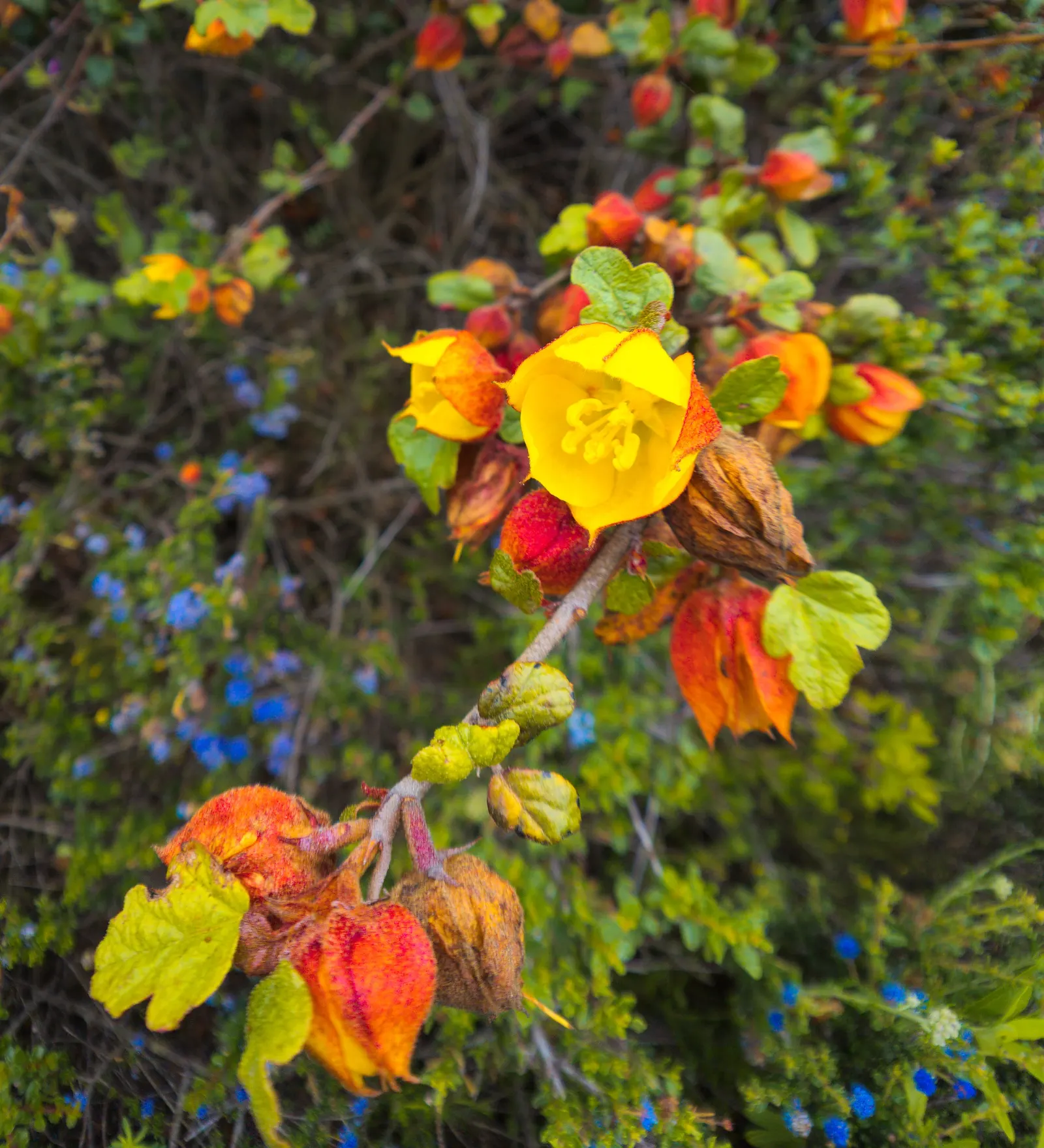 Flannel Bush (Fremontodendron Californicum) — the plant is adorned with vibrant yellow flowers; this drought-tolerant plant thrives in full sun, image 83