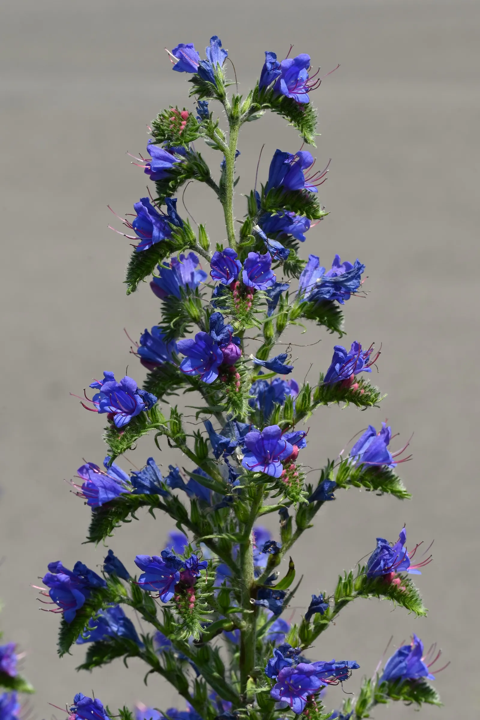 Blueweed (Echium Vulgare) — providing definition and contrast against green foliage; shrub for full, image 71