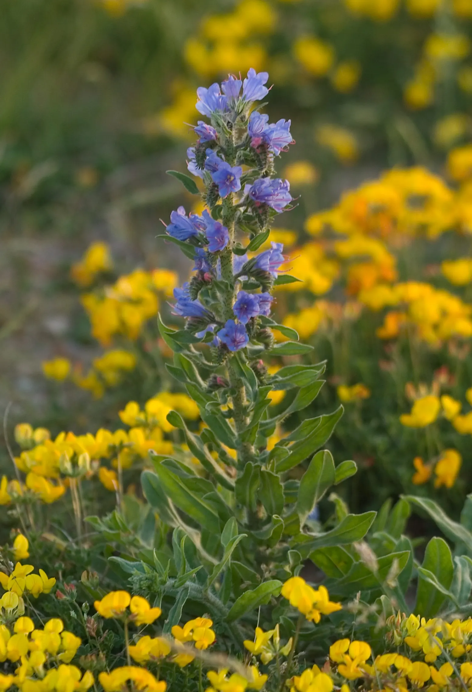 Blueweed (Echium Vulgare) — Blueweed thrives in full sun and well-drained soils, and is drought-tolerant; its upright, bristly stems add texture to, image 57