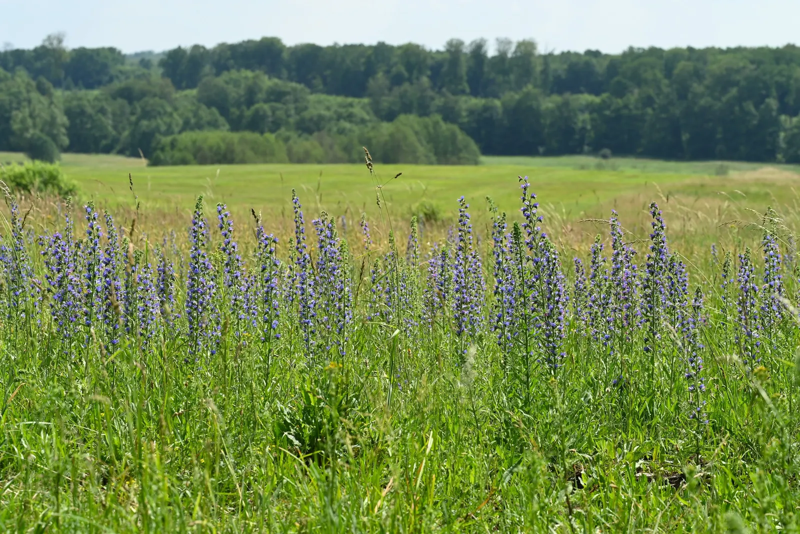 Blueweed (Echium Vulgare) — Thriving in USDA hardiness zones 3 through 8; scientifically termed Echium vulgare