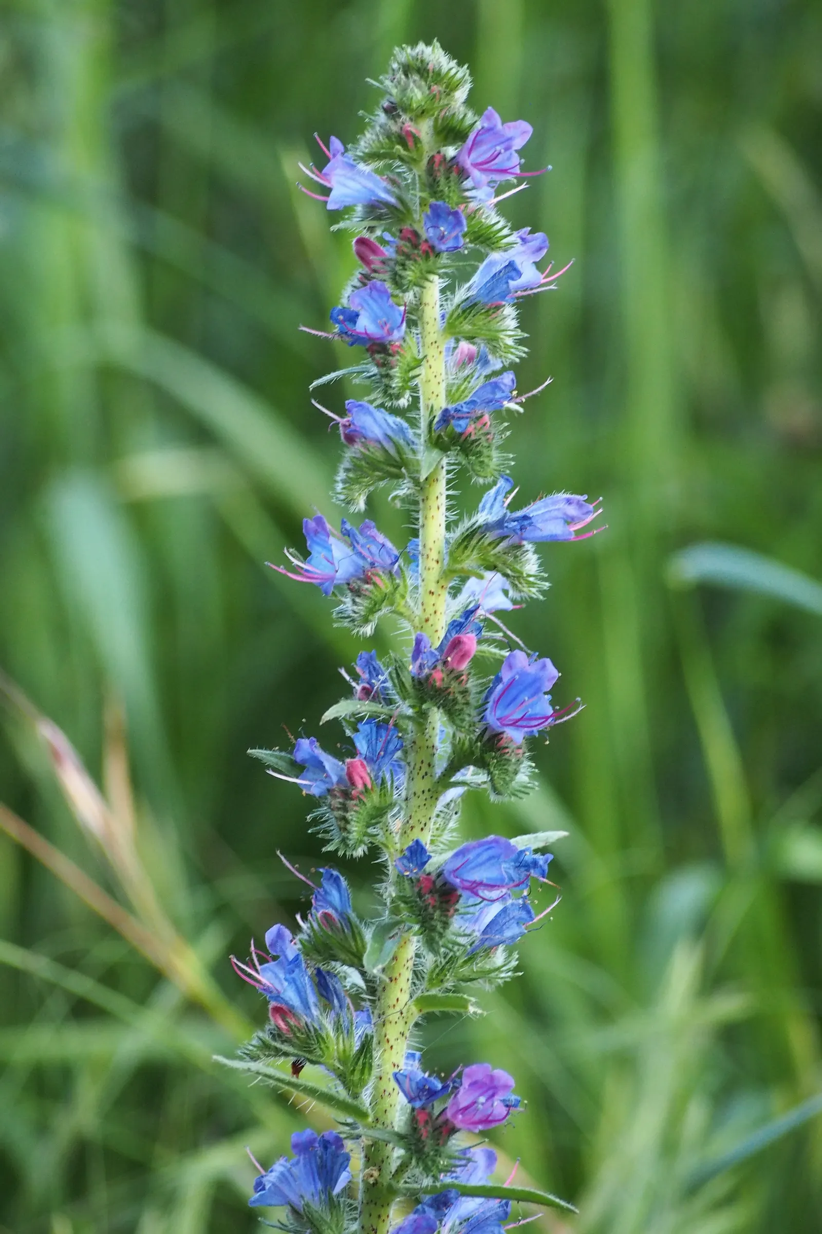 Blueweed (Echium Vulgare) — scientifically termed Echium vulgare; echium vulgare, commonly known as Blueweed, is a biennial plant reaching heights, image 112