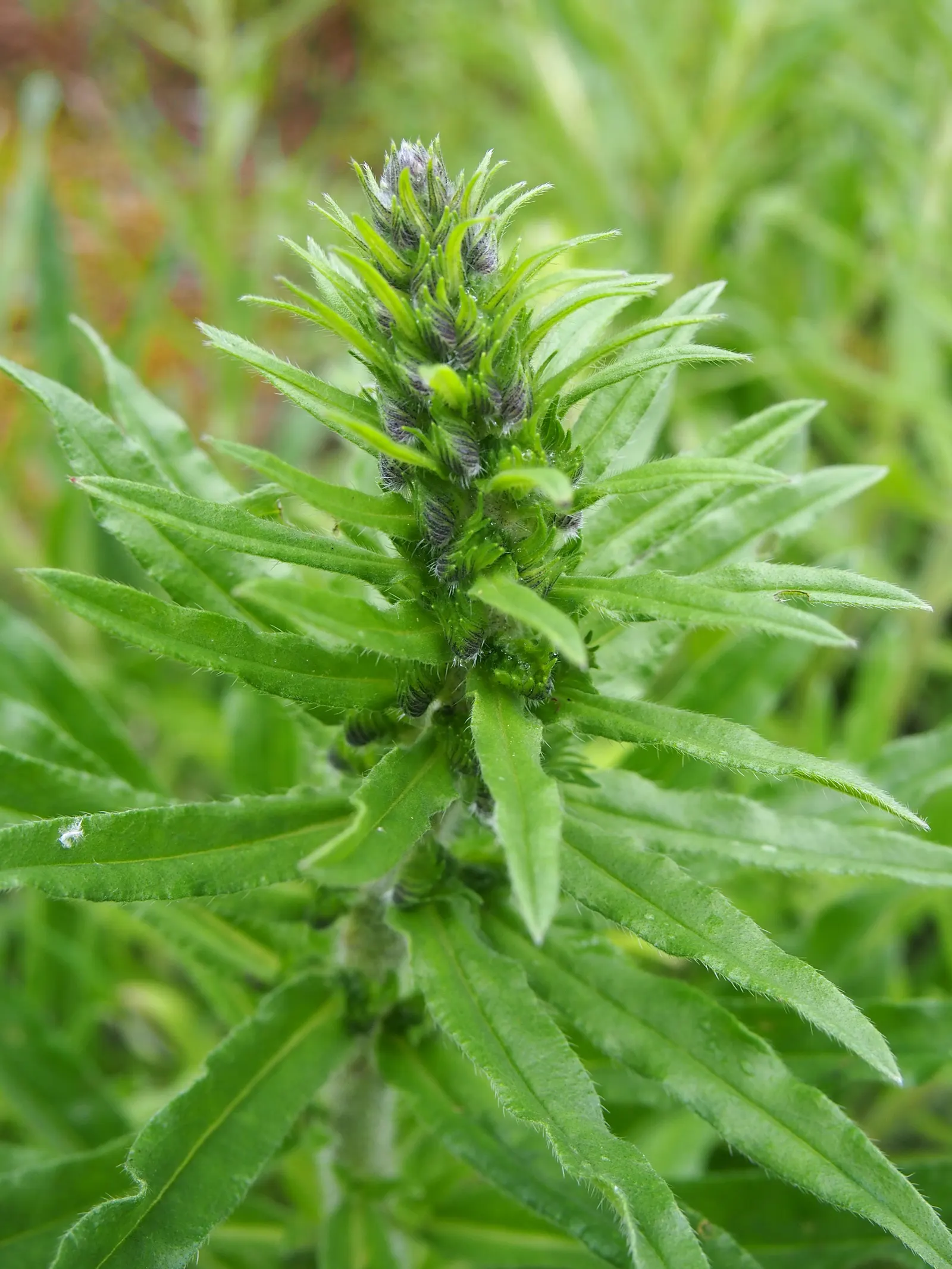 Blueweed (Echium Vulgare) — shrub for full; making it an environmentally conscious addition to their garden