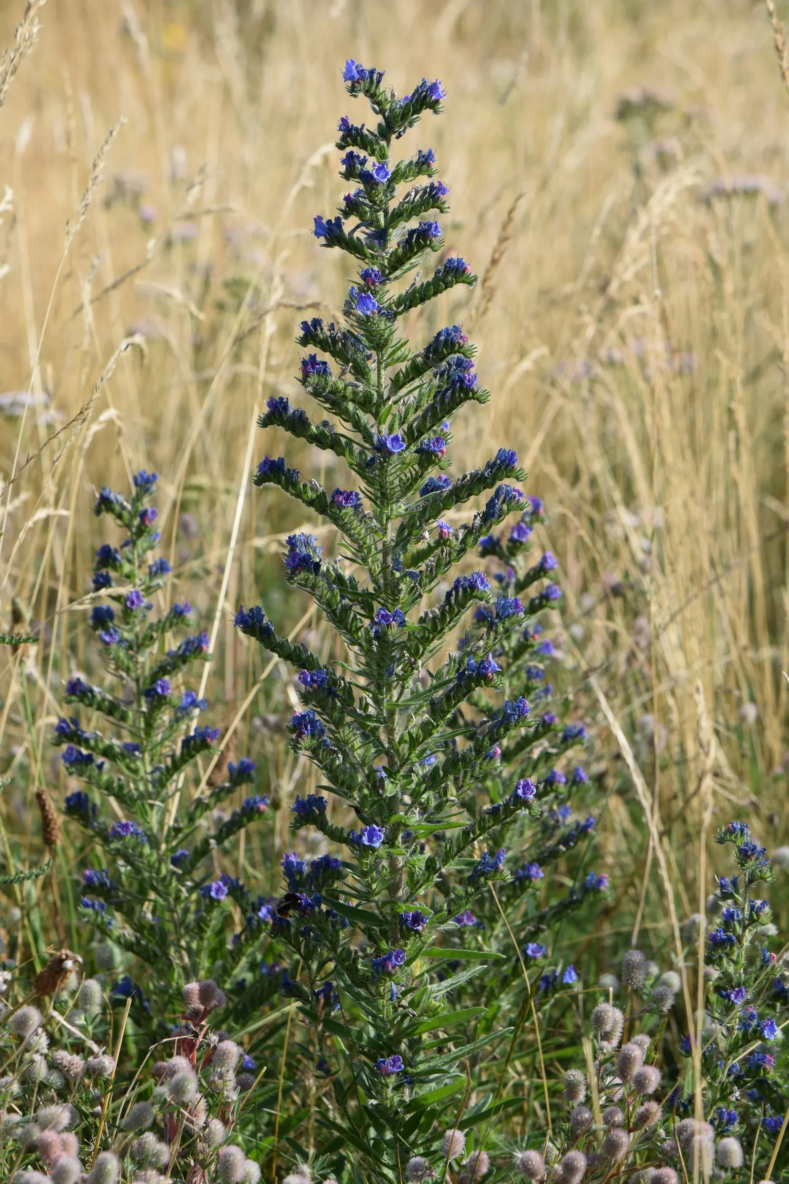 Blueweed (Echium Vulgare) — where its self-sowing capability ensures a recurring display year after year; its lance-shaped, hairy leaves span up to, image 99