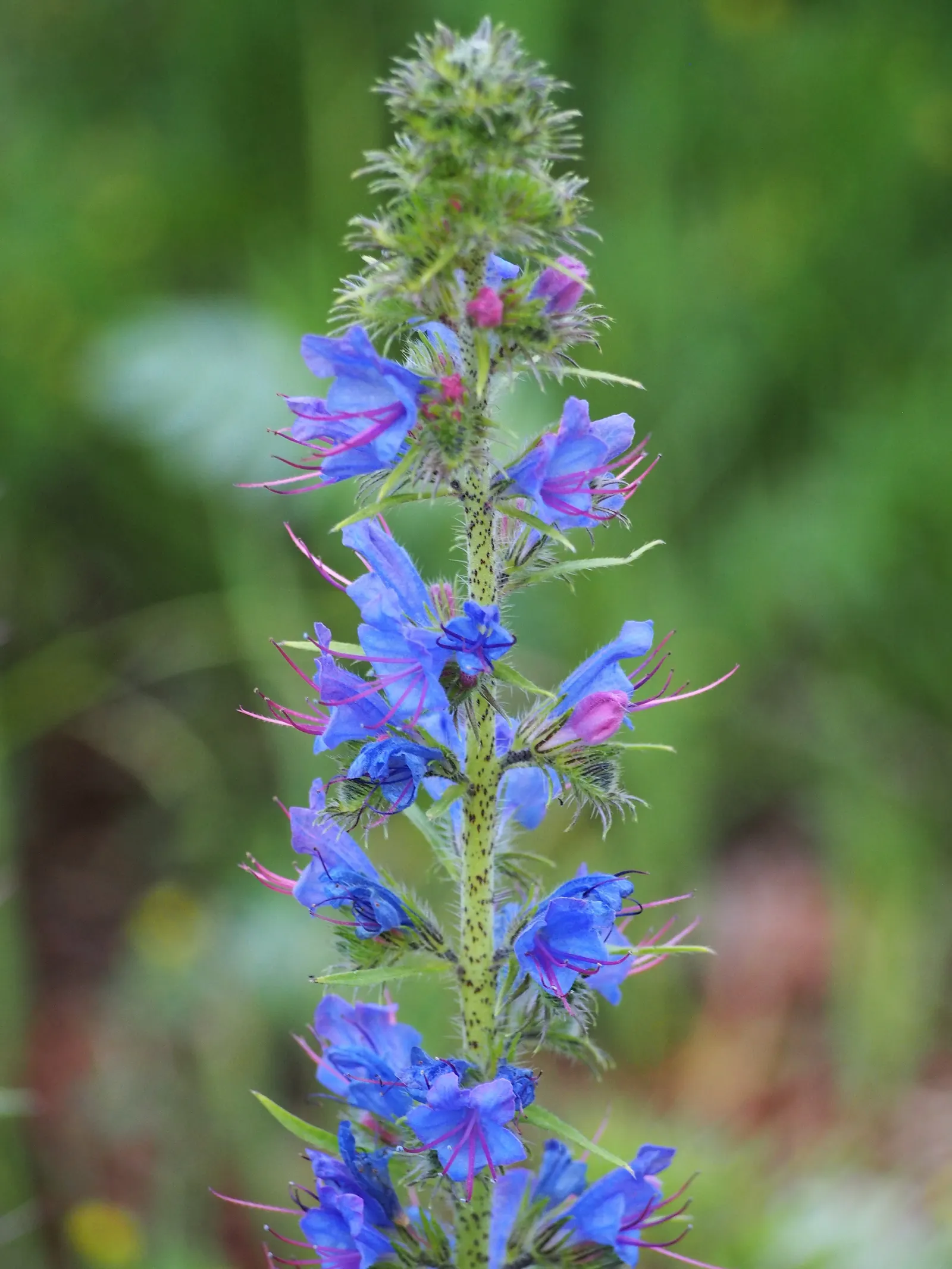 Blueweed (Echium Vulgare) — blue flowers in the garden