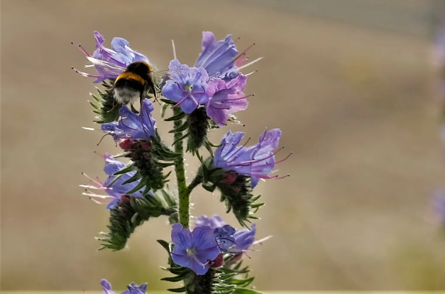 Blueweed (Echium Vulgare) — making it an environmentally conscious addition to their garden