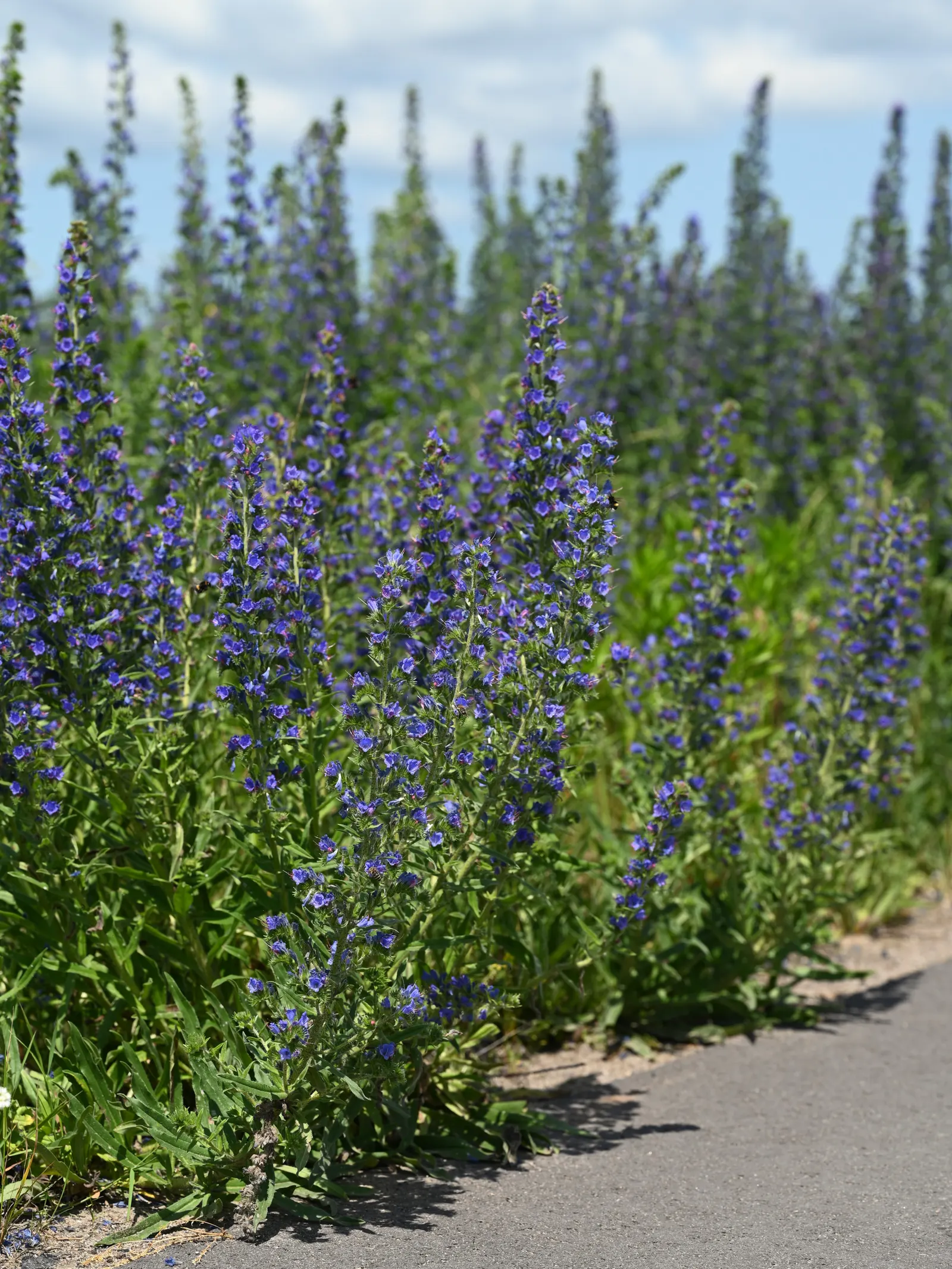Blueweed (Echium Vulgare) — shrub with blue blooms; blueweed sports cylindrical flower spikes