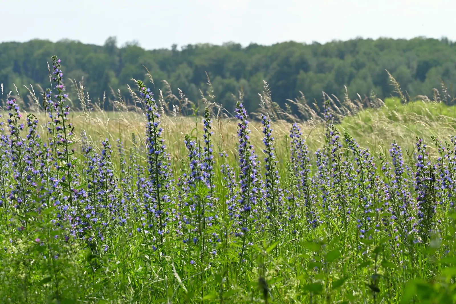 Blueweed (Echium Vulgare) — Its upright, bristly stems add texture to any garden; with a spread of roughly 1 to 2 feet at maturity