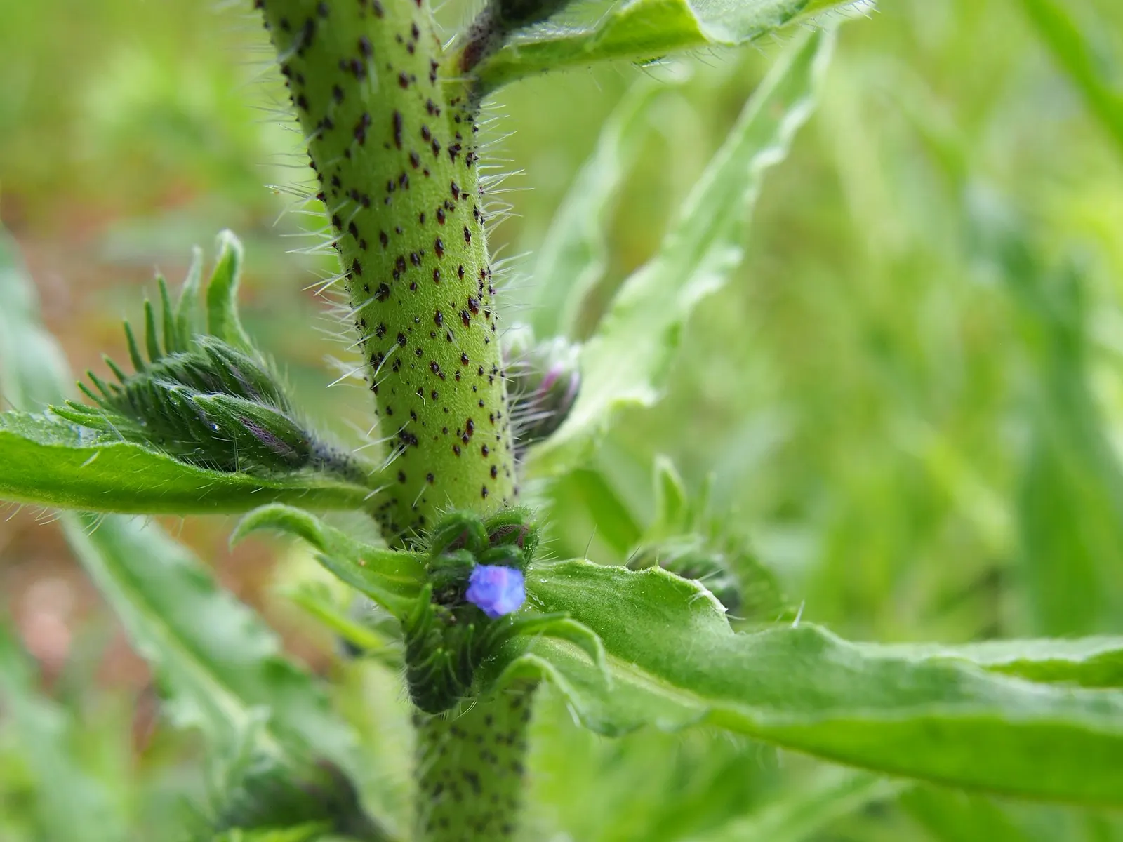 Blueweed (Echium Vulgare) — with a spread of roughly 1 to 2 feet at maturity; this plant can adapt to a variety of environments, image 91