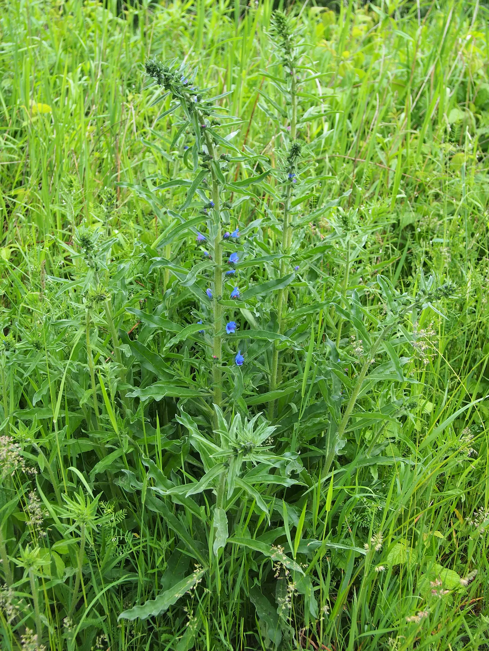Blueweed (Echium Vulgare) — which bloom from late spring to early summer