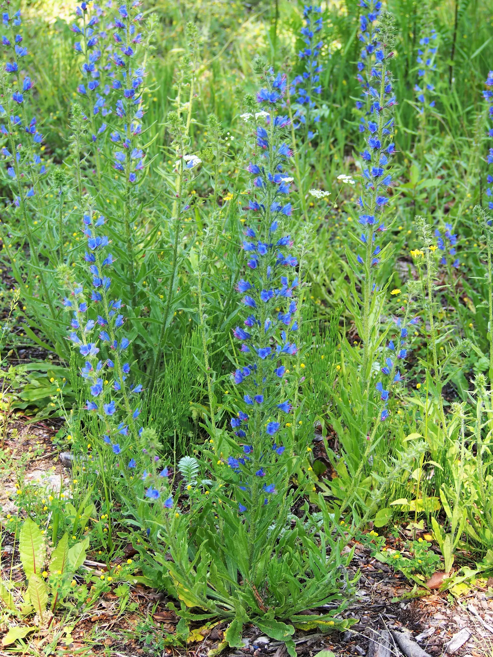 Blueweed (Echium Vulgare) — each adorned with a multitude of tiny sapphire-hued blossoms; echium vulgare grows to an impressive height of 1 to 3, image 95
