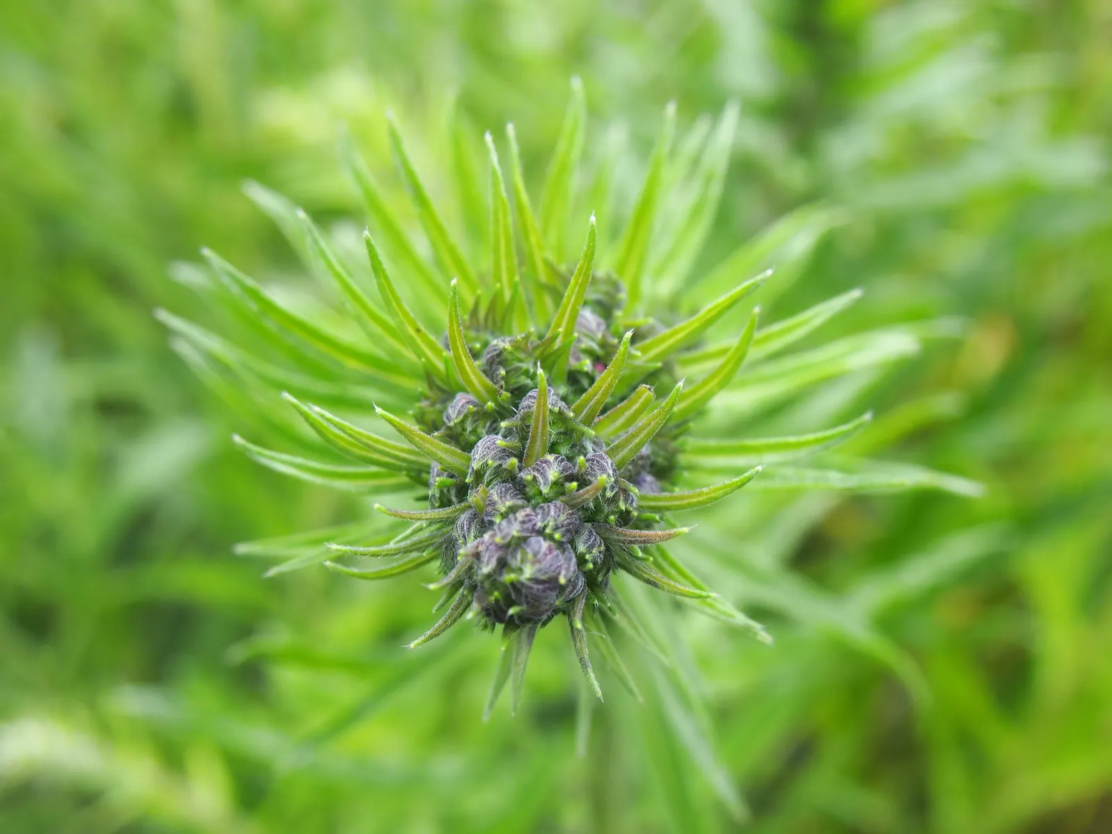 Blueweed (Echium Vulgare) — Its lance-shaped, hairy leaves span up to 6 inches long and create a rough, textured foliage base