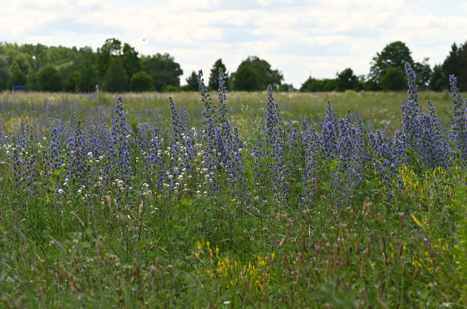 Blueweed (Echium Vulgare) — Blueweed thrives in full sun and well-drained soils, and is drought-tolerant; its upright, bristly stems add texture to, image 109