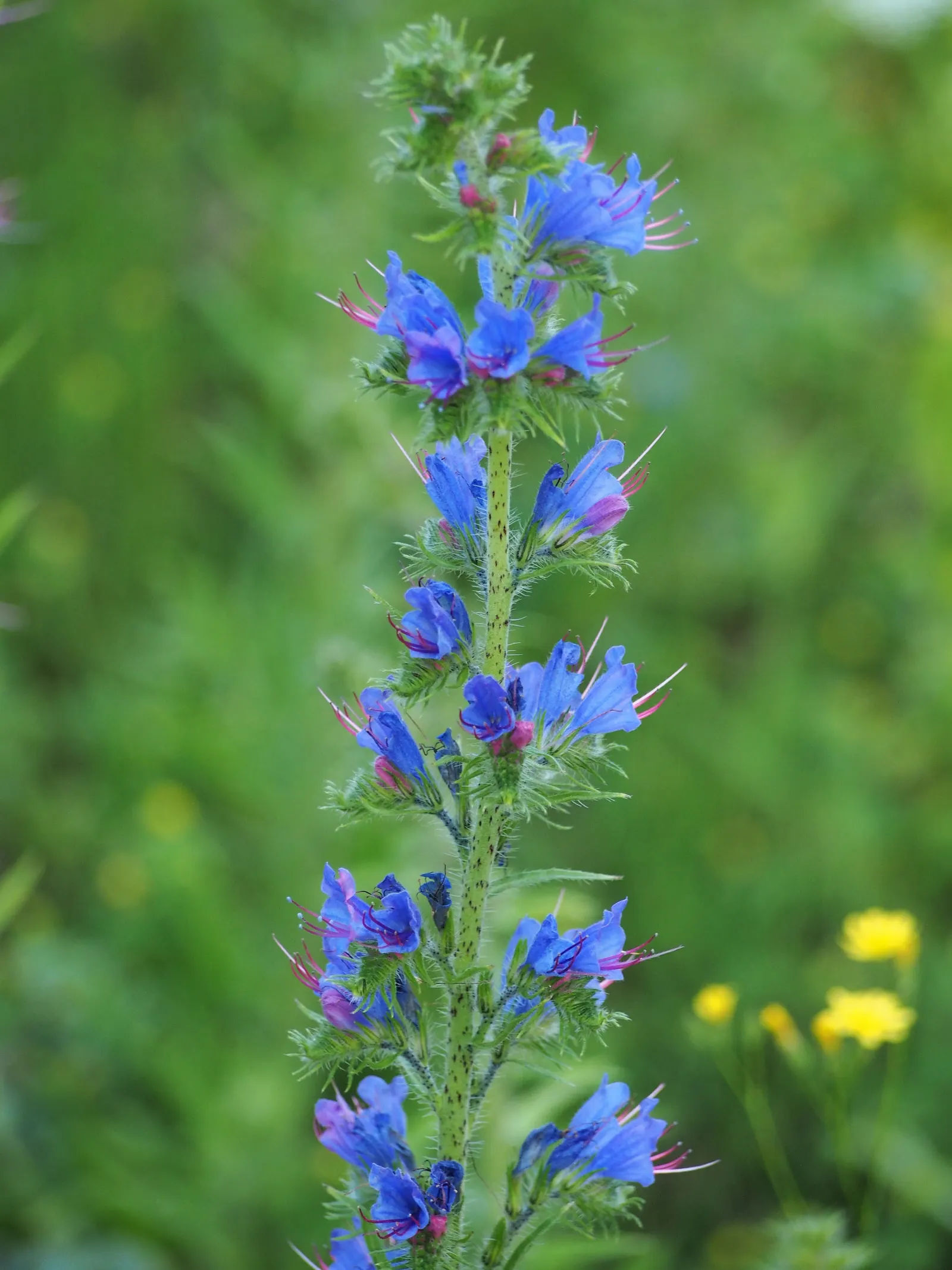Blueweed (Echium Vulgare) — Blueweed sports cylindrical flower spikes; blueweed thrives in full sun and well-drained soils, and is drought-tolerant, image 68