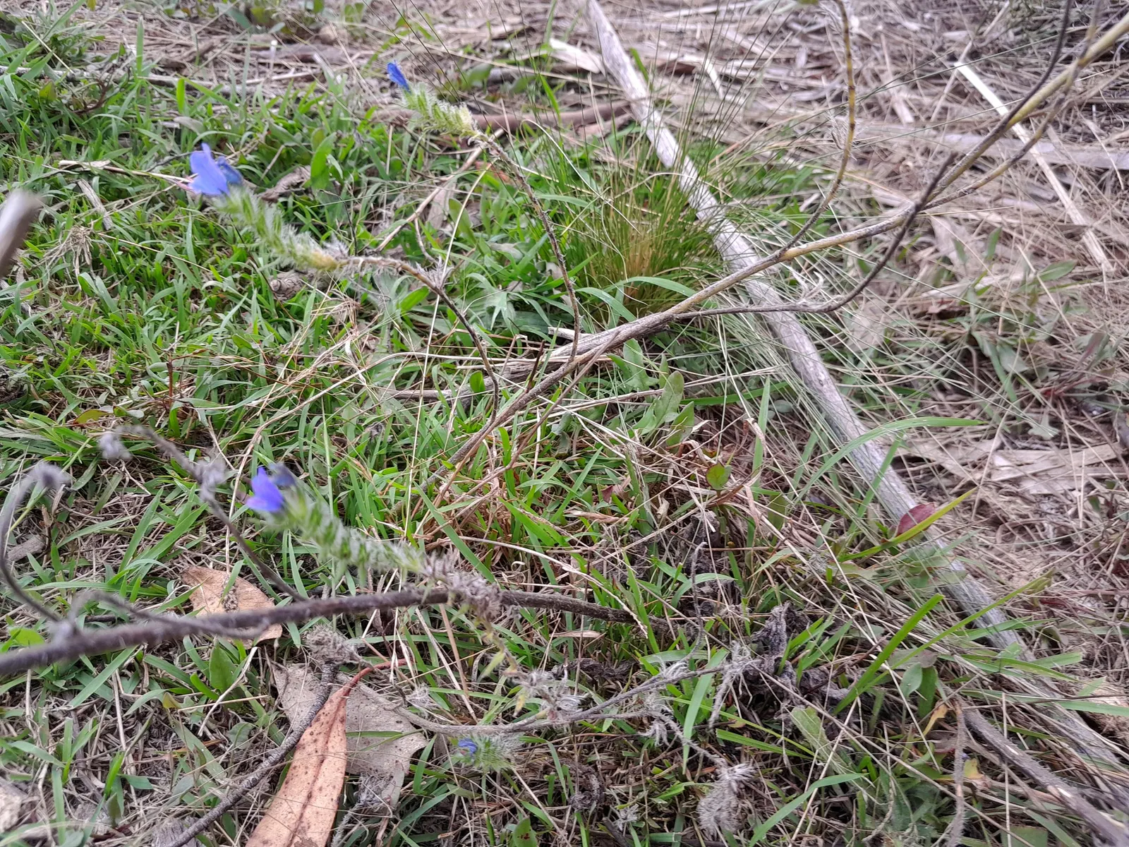 Blueweed (Echium Vulgare) — Blueweed thrives in full sun and well-drained soils, and is drought-tolerant; its upright, bristly stems add texture to, image 83