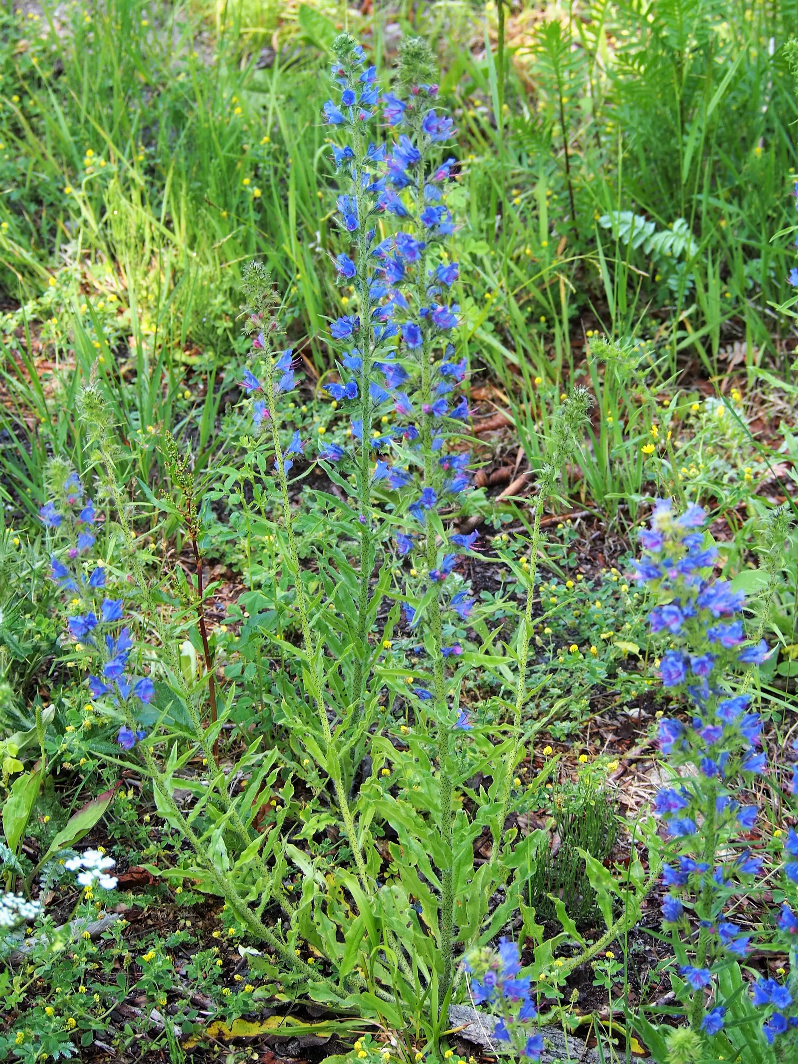 Blueweed (Echium Vulgare) — From late spring to early summer; blue flowers in the garden, image 67