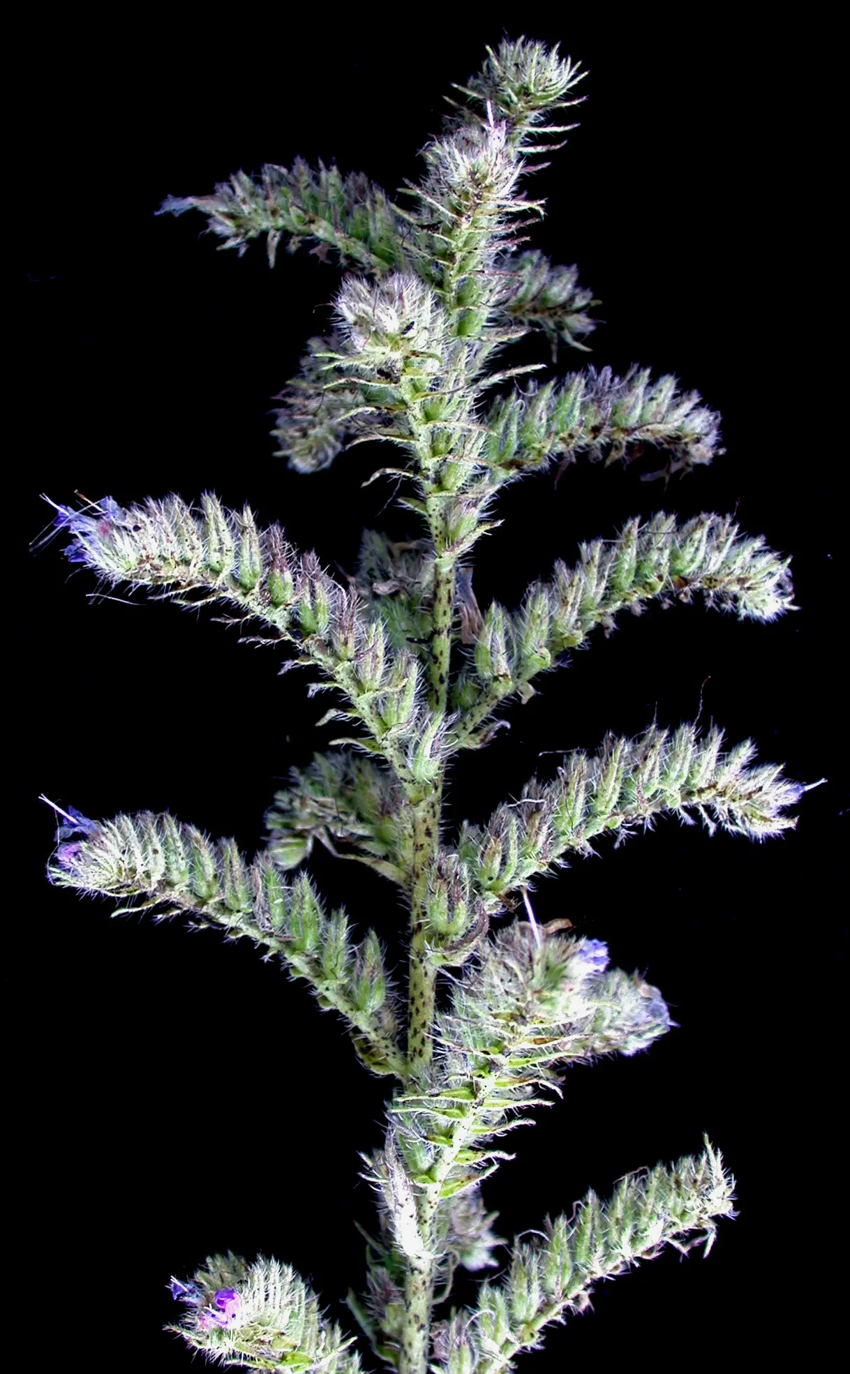 Blueweed (Echium Vulgare) — scientifically termed Echium vulgare